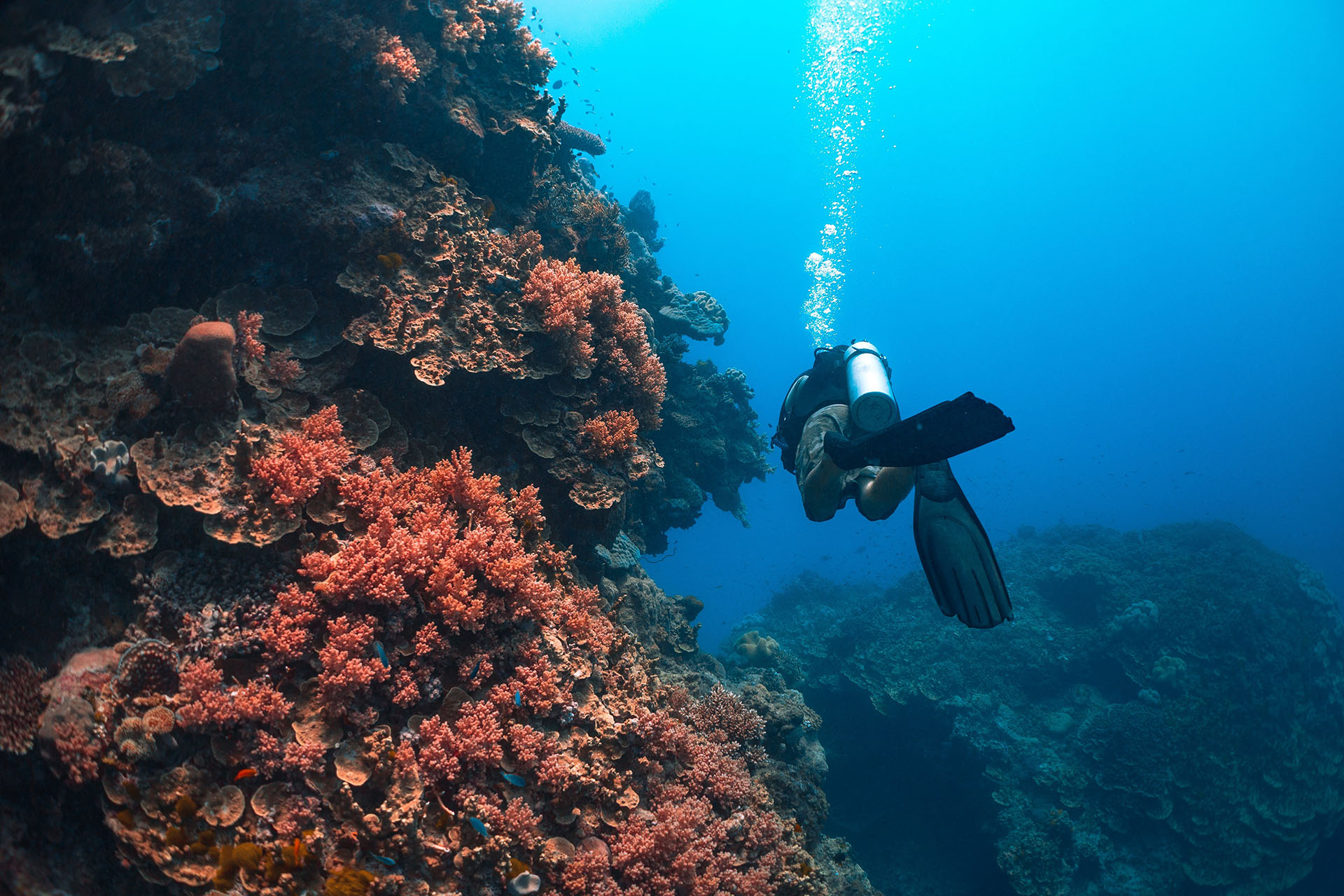 https://stories-editor.hilton.com/apac/wp-content/uploads/sites/3/2021/05/Great-Barrier-Reef.jpg