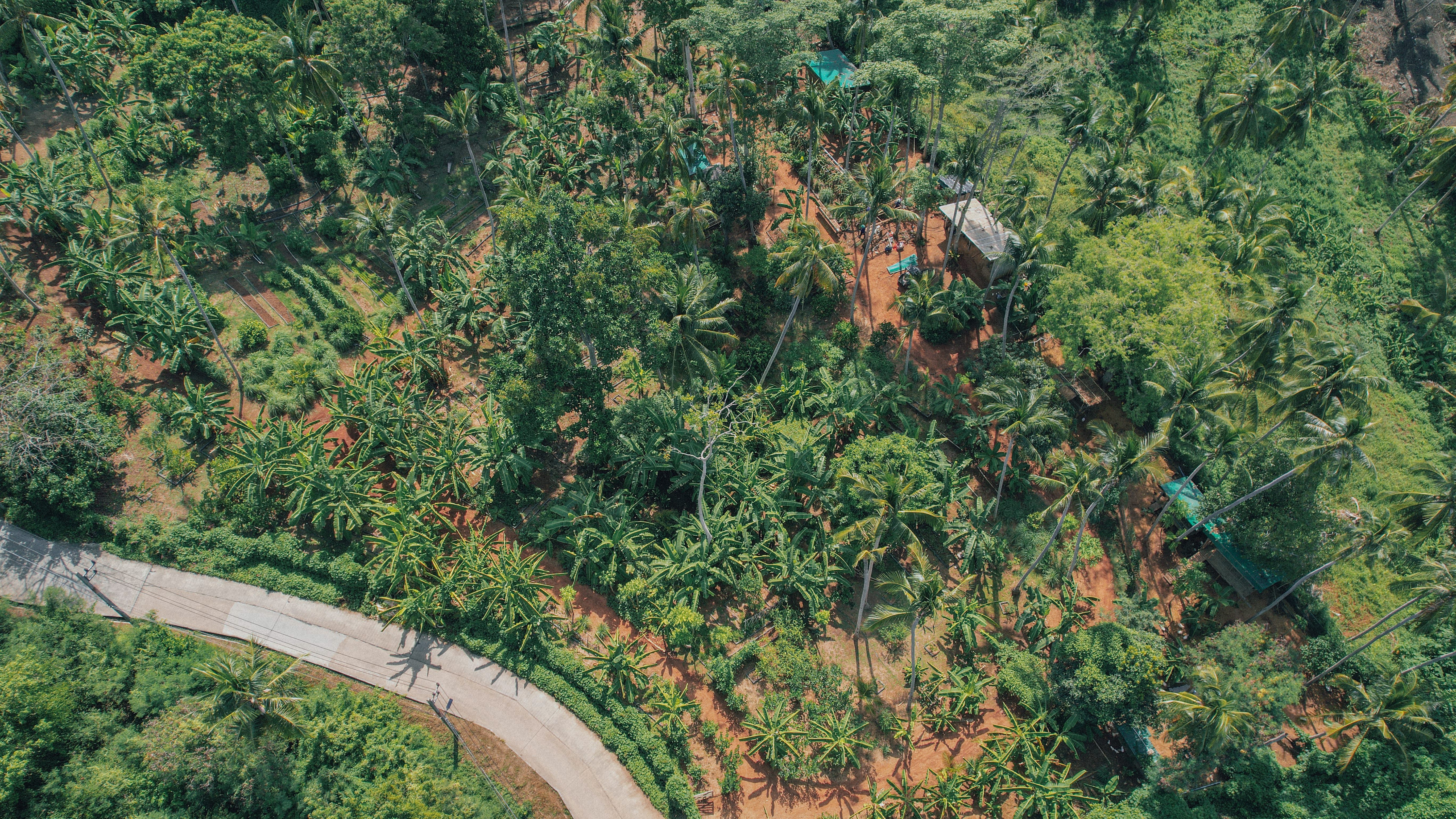 Conrad Koh Samui - Project Iris Farm