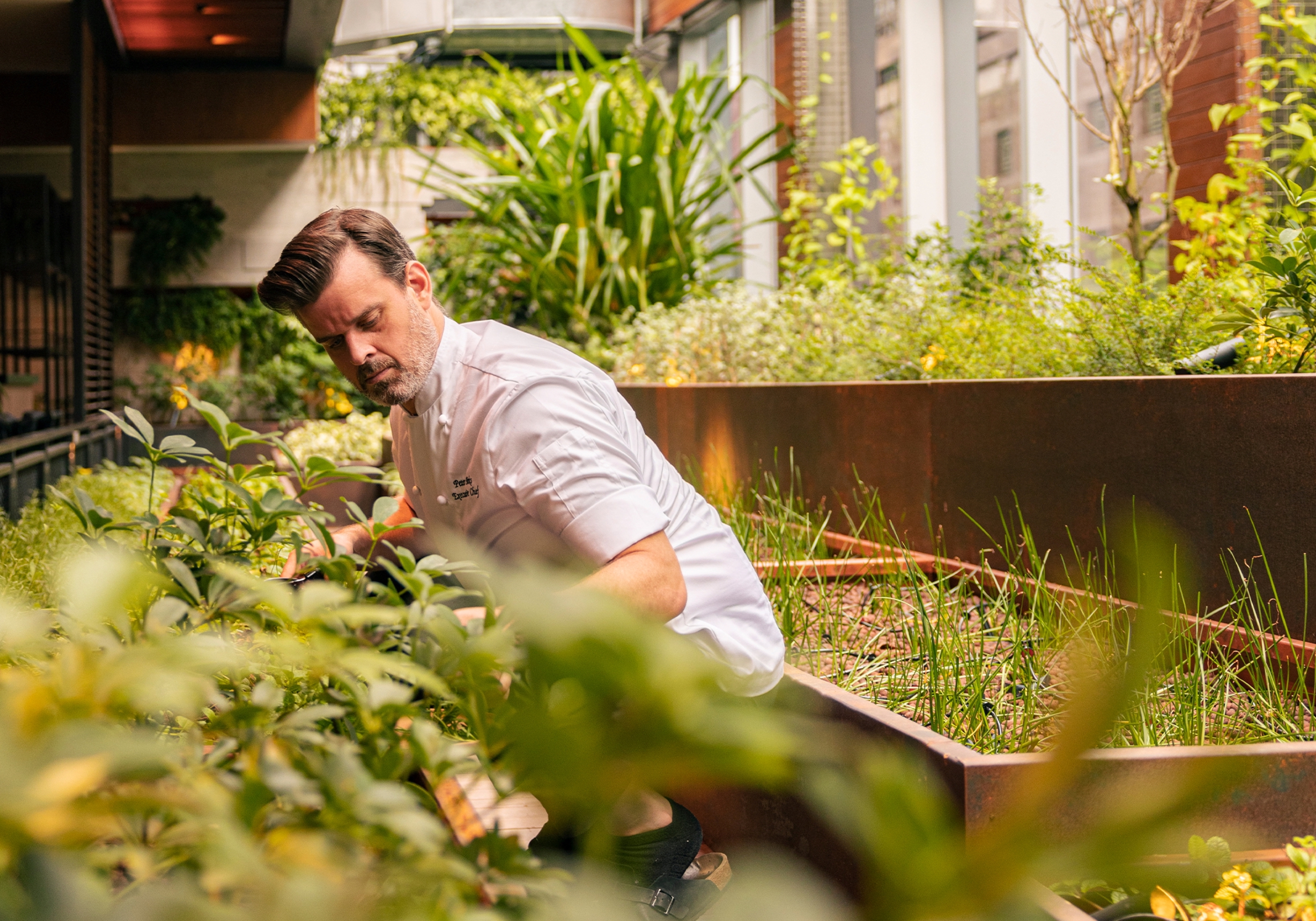 Hilton Singapore Orchard - Herb Garden at Osteria Mozza, close up on person tending the garden