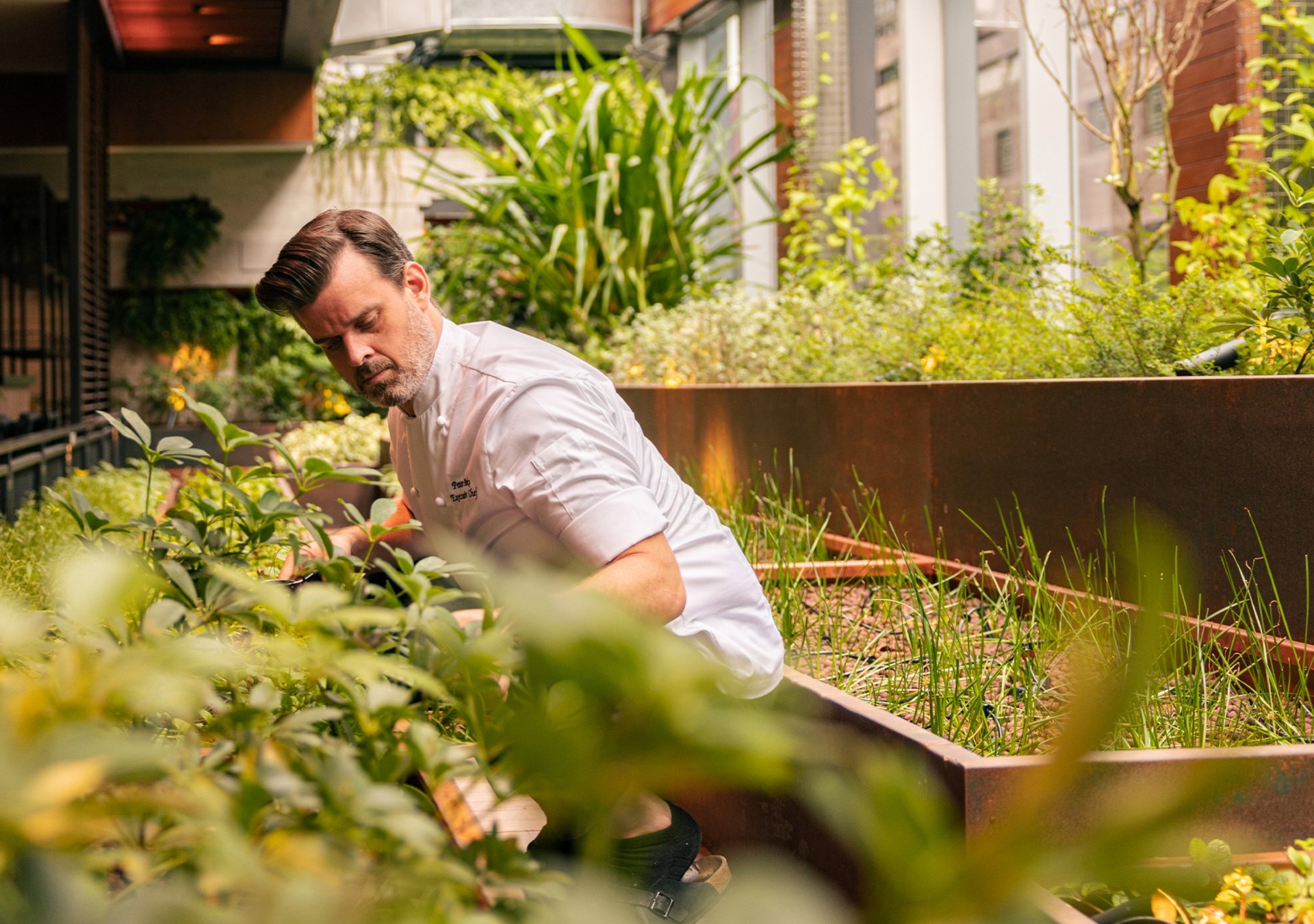 Hilton Singapore Orchard - Herb Garden at Osteria Mozza, close up on person tending the garden