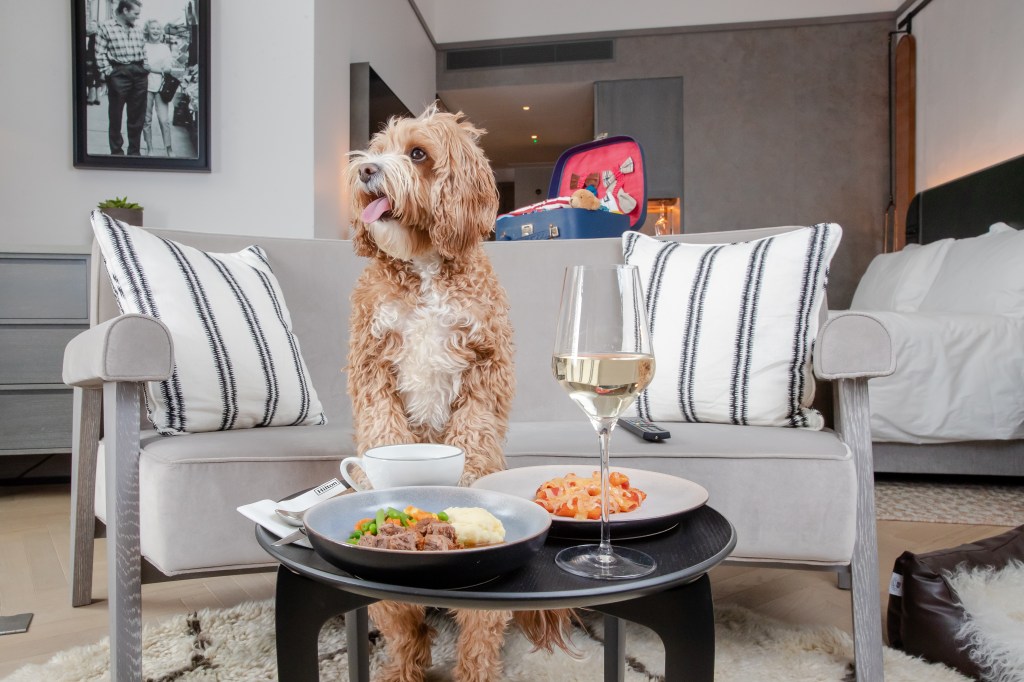 dog in hotel room food and wine