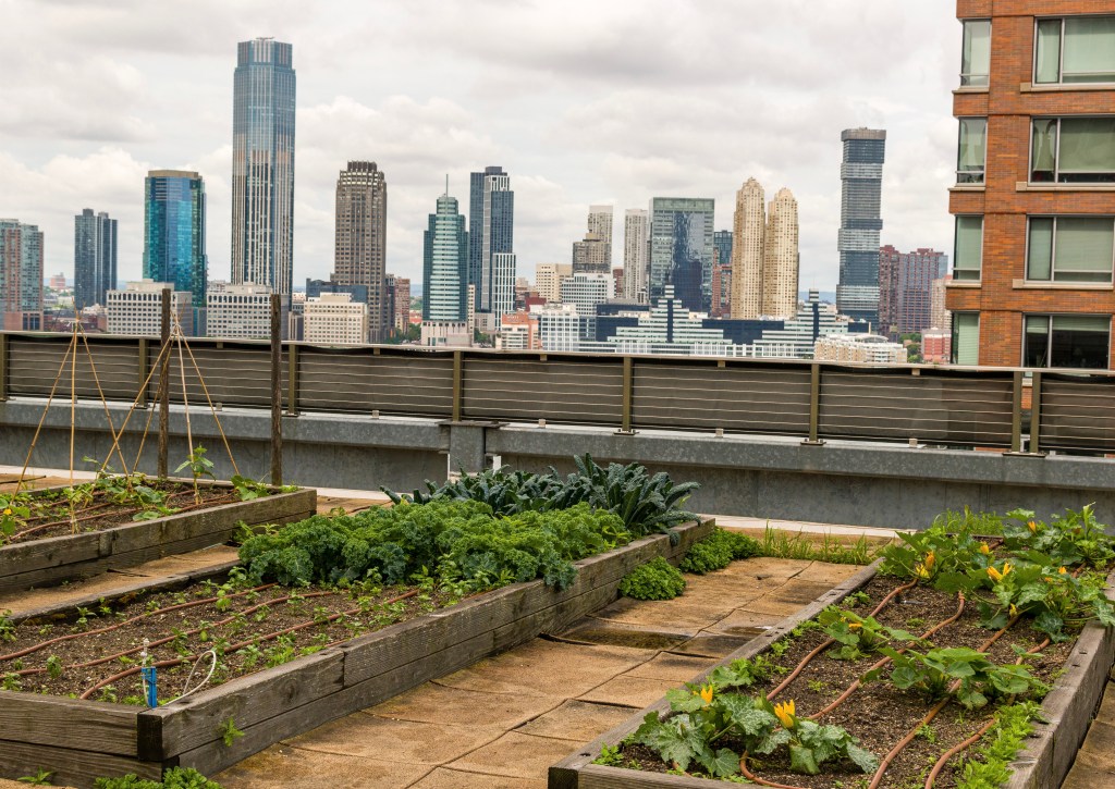 Rooftop garden at Conrad New York Downtown Brooklyn with cucumber, squash and kale