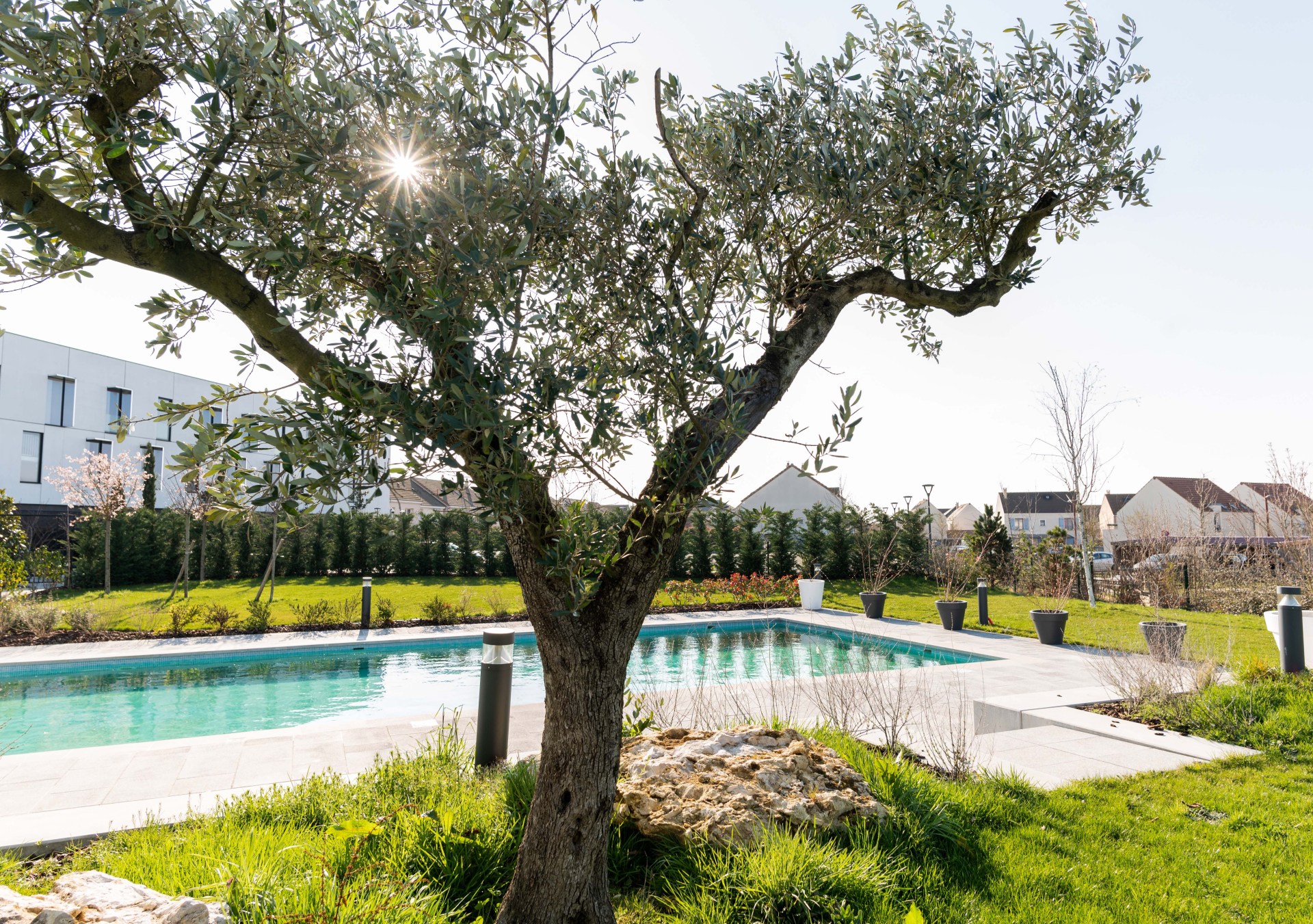 Hotel Dali Val d’Europe, Tapestry Collection by Hilton Pool, olive tree overlooking pool and garden area