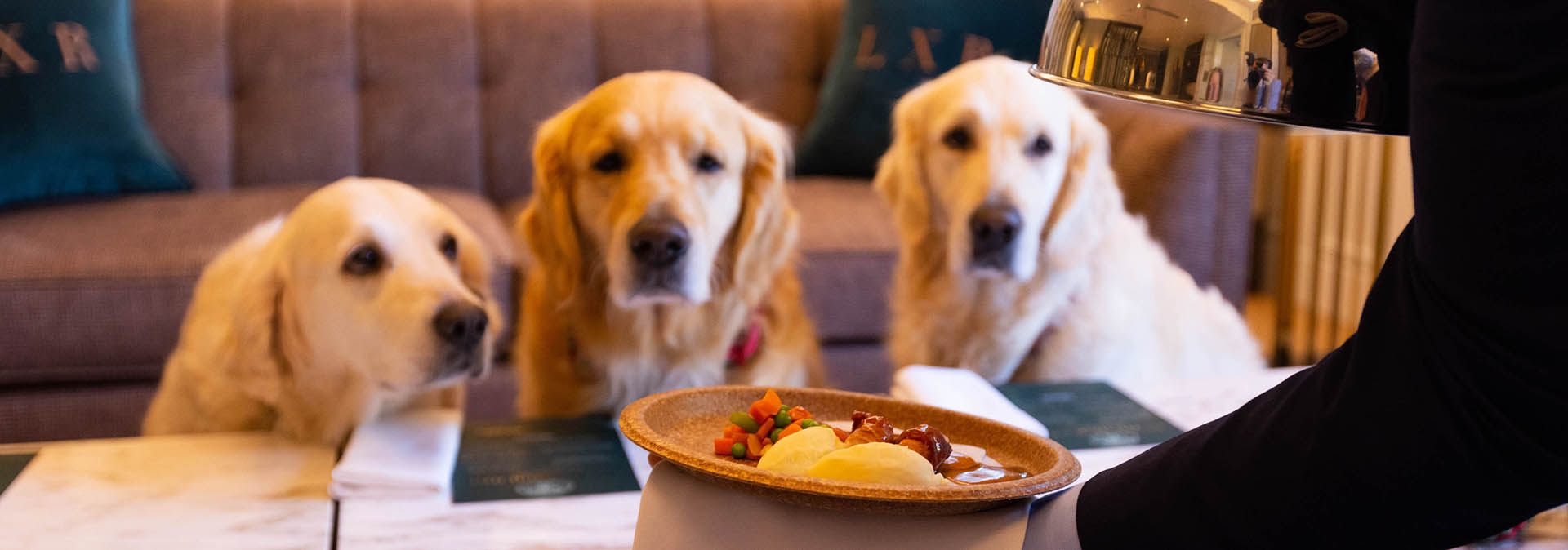 Hilton to launch a special three course dog menu in December