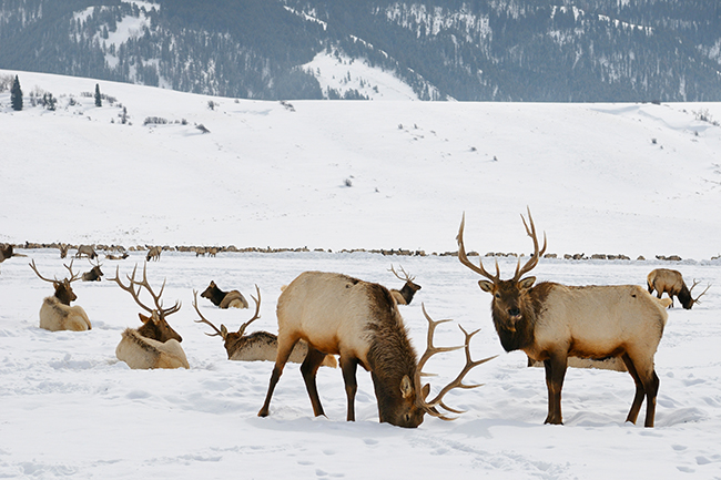 Jackson Hole, Wyoming