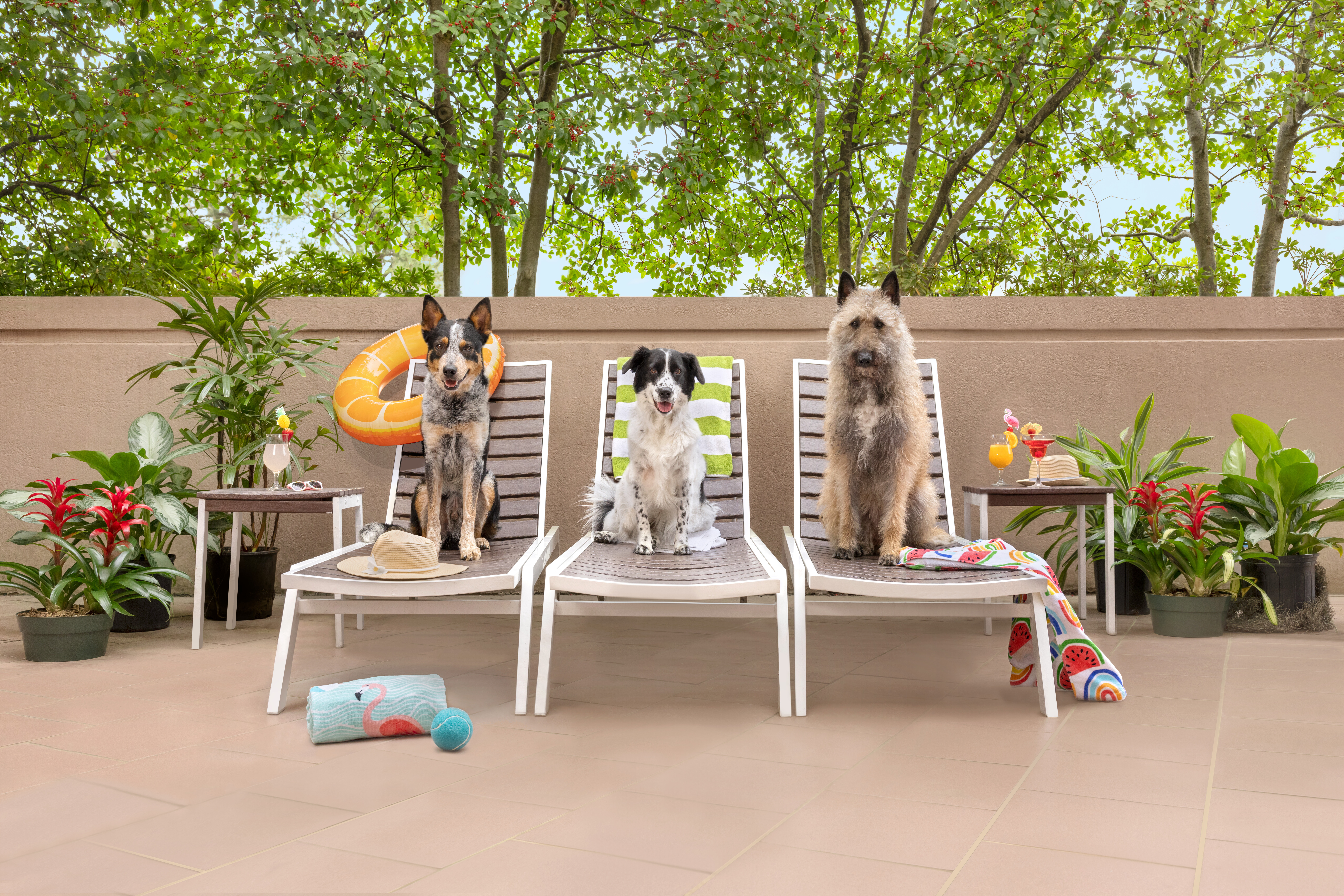 Hilton Pet Project - Embassy Suites - Outdoor Patio