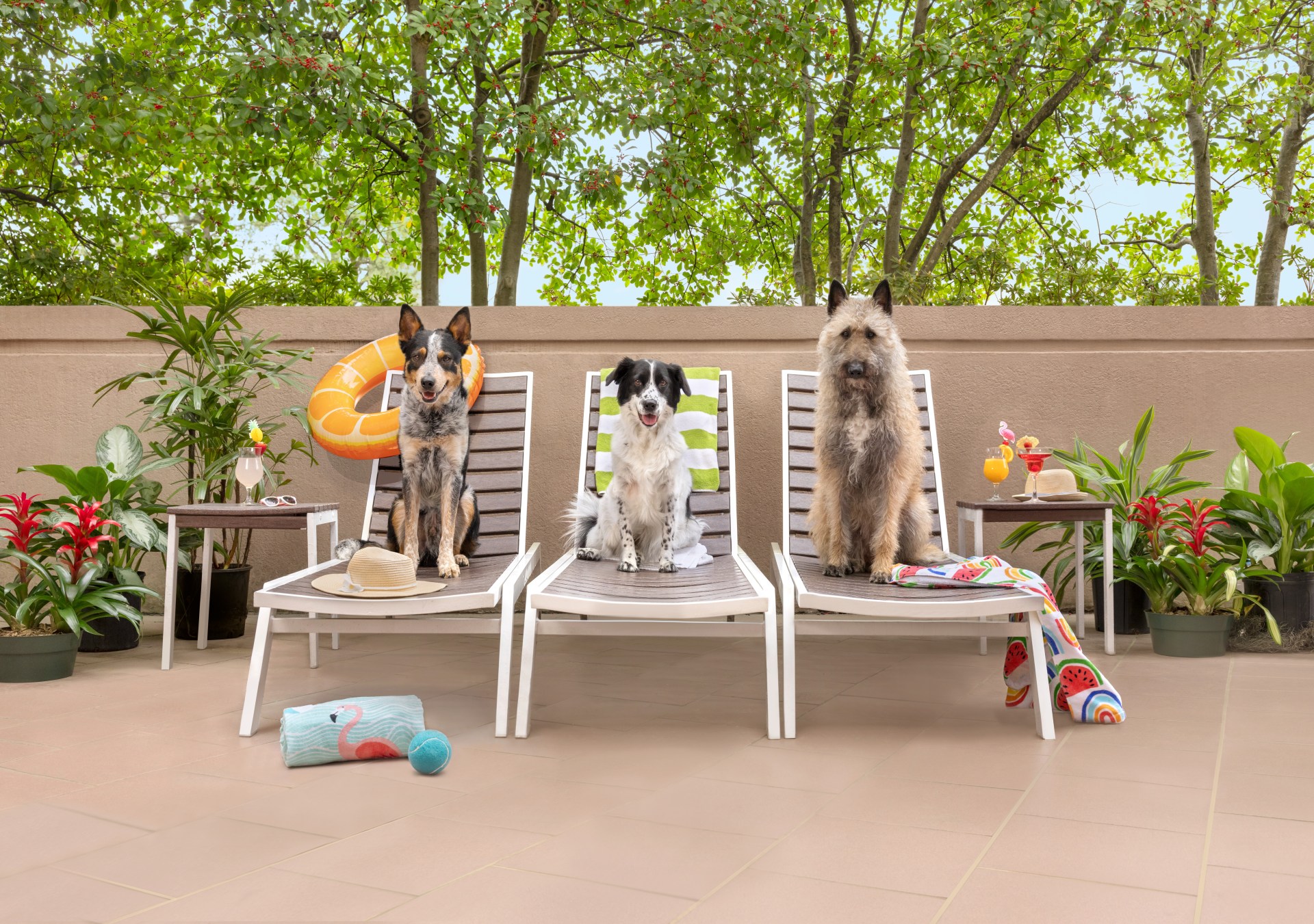 Hilton Expands Pet‑Friendly Offerings and Mars Petcare Partnership - Embassy Suites - Outdoor Patio