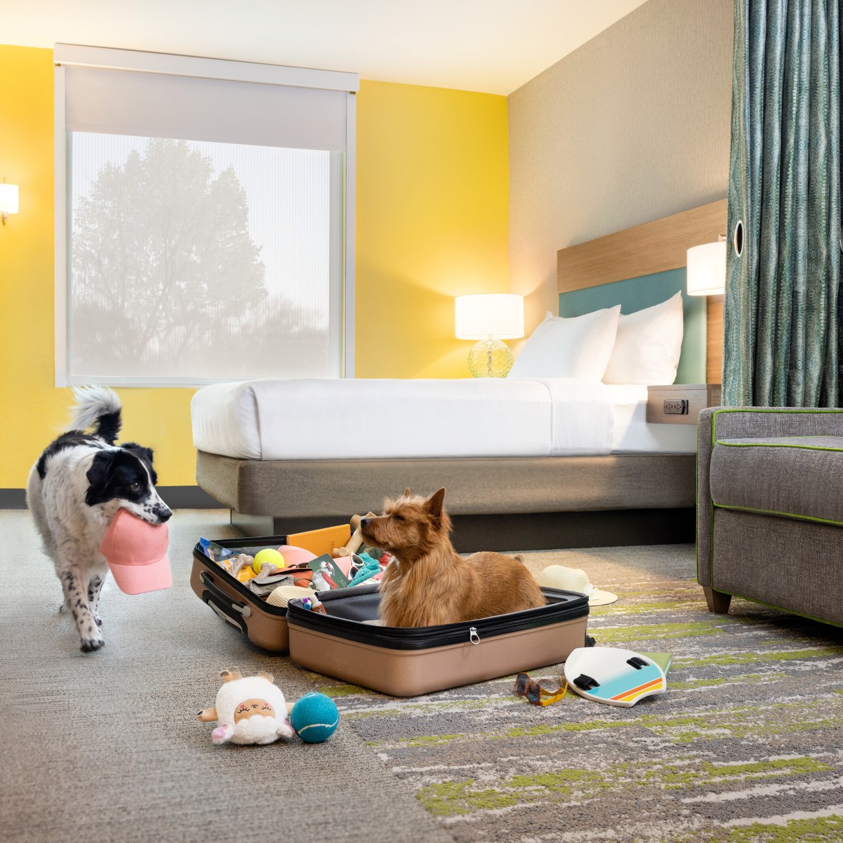 Hilton Expands Pet‑Friendly Offerings and Mars Petcare Partnership - Home2 Suites by Hilton - Guestroom Suitcase