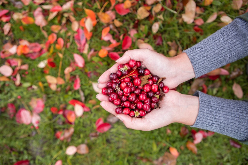 hands holding cranberries