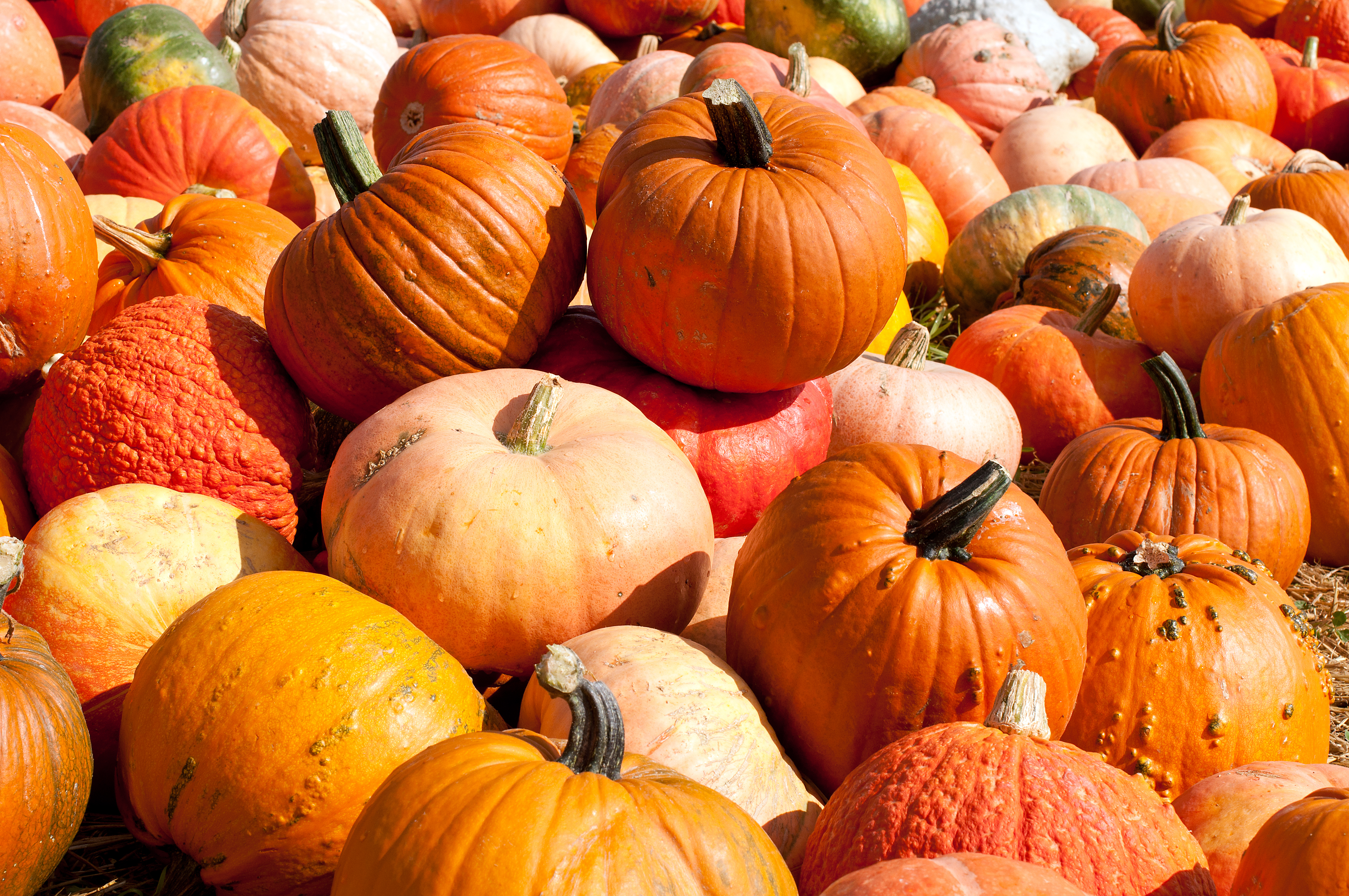 colorful pumpkins on the ground
