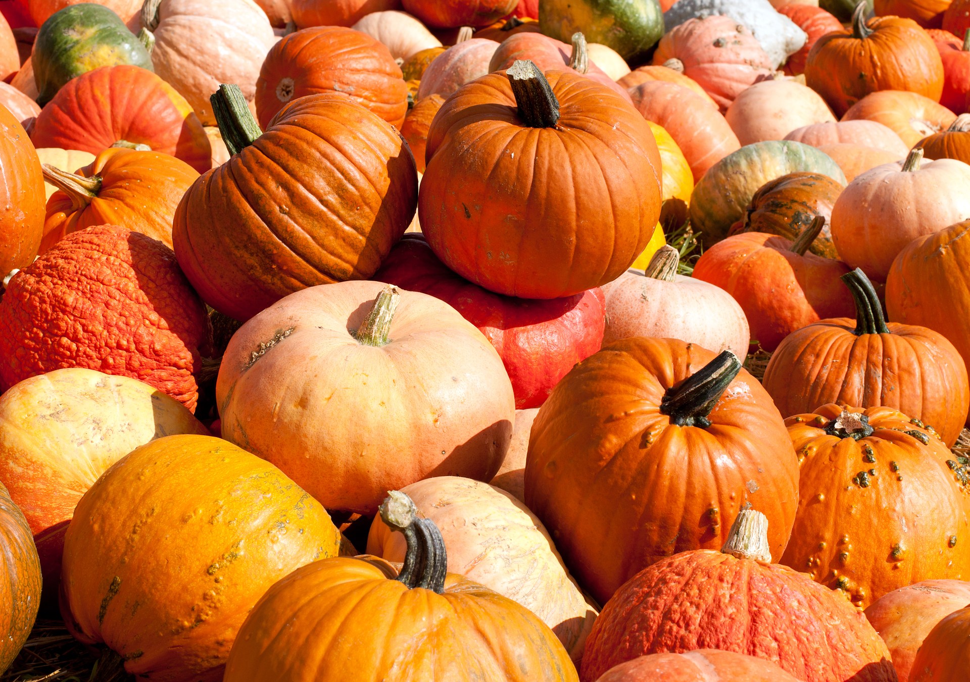 colorful pumpkins on the ground