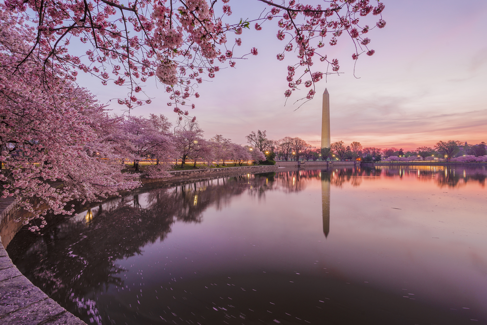 Cherry Blossoms In Peak Bloom Washington, D.C. Photo Credit: EastVillage Images/Shutterstock