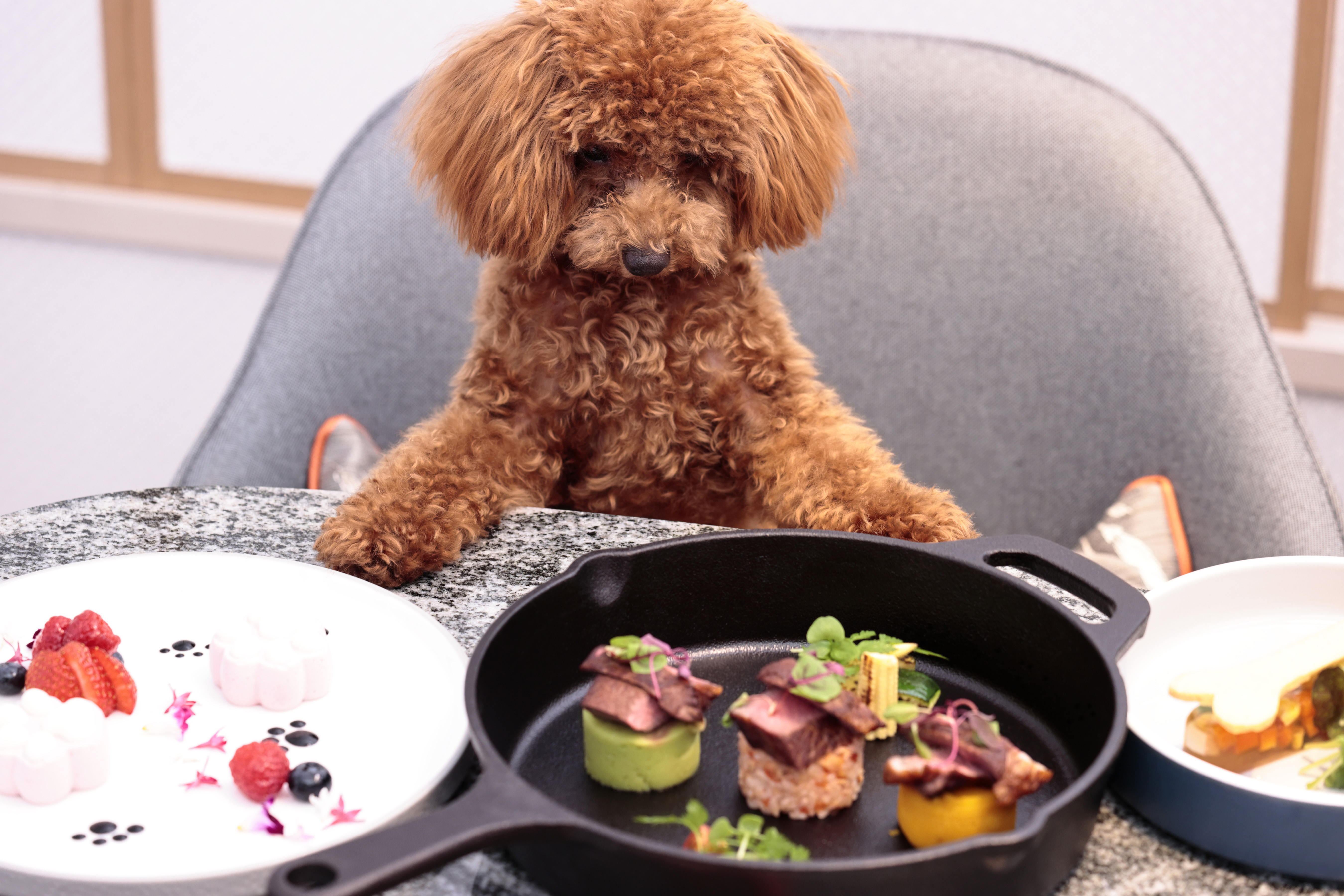 15 Hilton Hotels that Offer Pet Menus Stories From Hilton