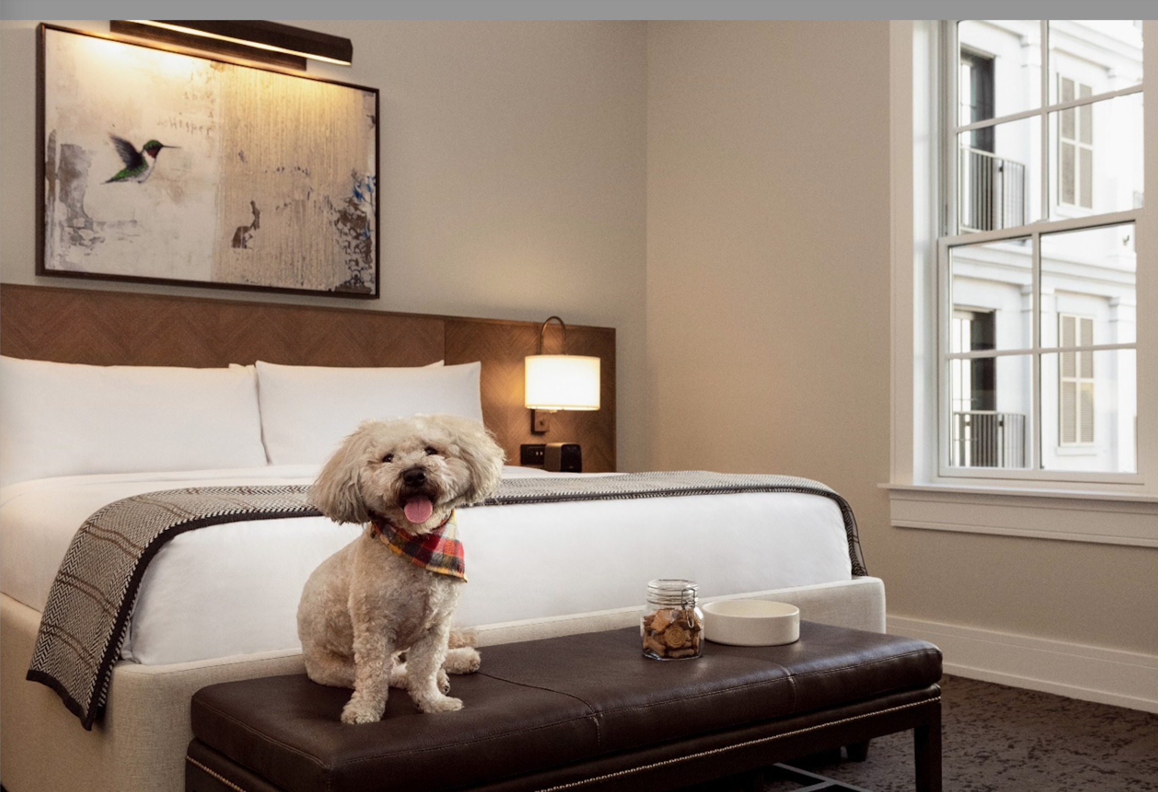 Pet‑Friendly Travel Stories From Hilton
