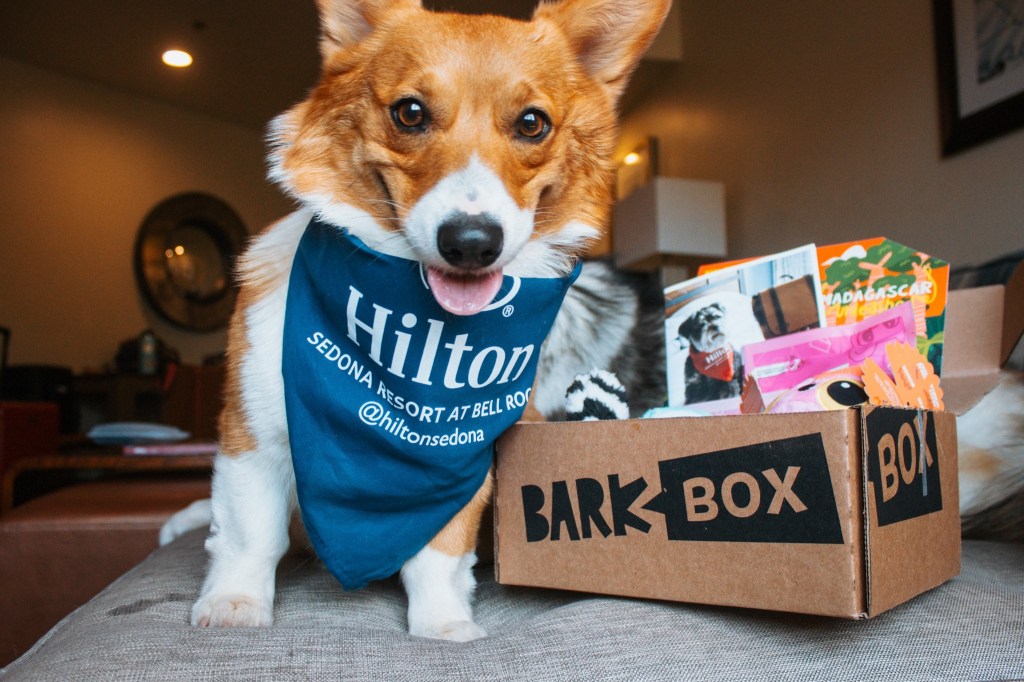 A dog wearing a shirt Hilton Sedona Resort at Bell Rock - Pet Pals Package