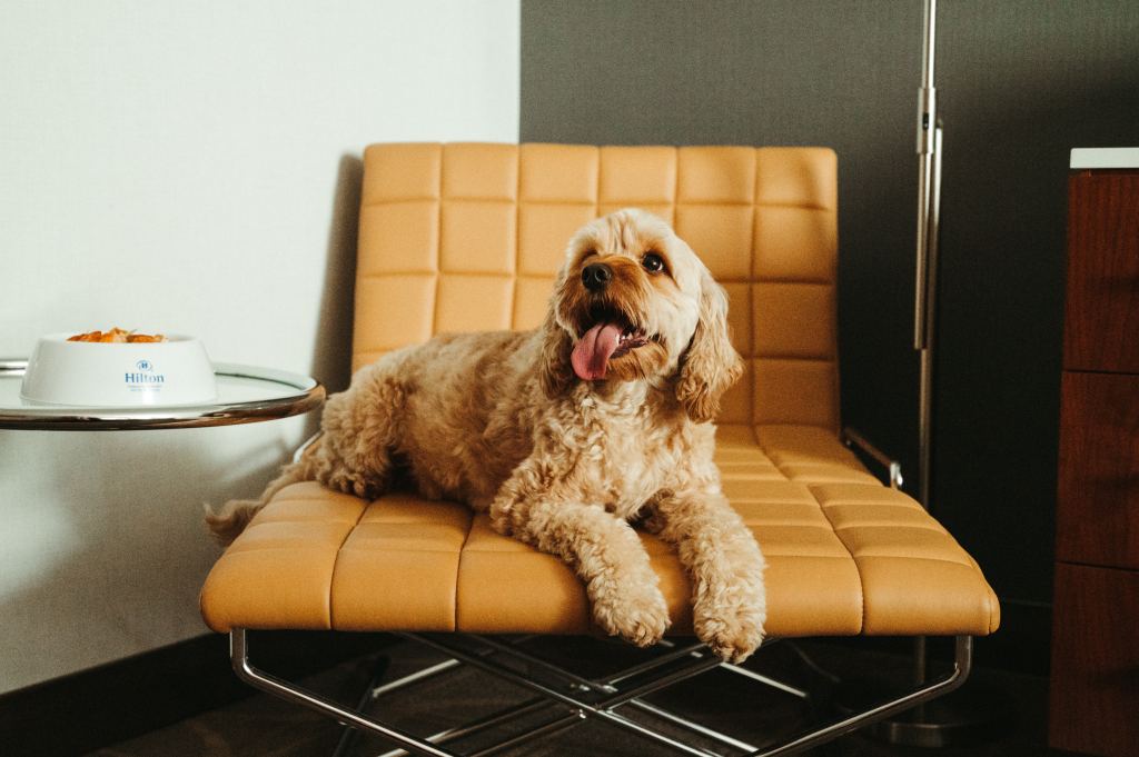 A dog sitting on a chair