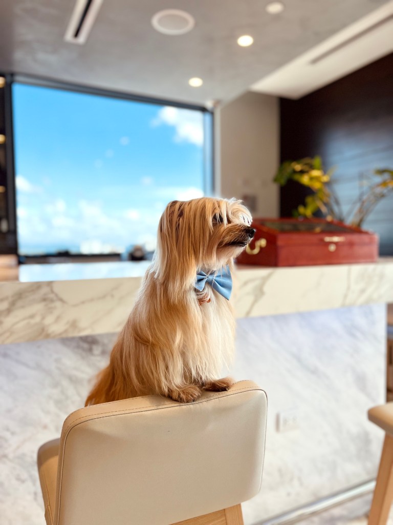 A dog sitting on a chair Homewood Suites by Hilton Santo Domingo - Pet-Friendly Rooms and Menu