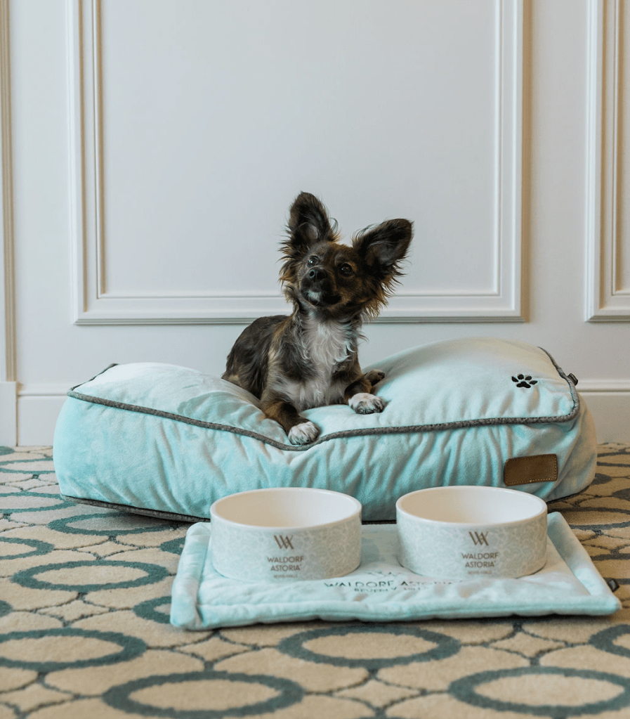 Pampered pet at Waldorf Astoria Beverly Hills - Photo Credit: ©Vanessa Tierney Photography
