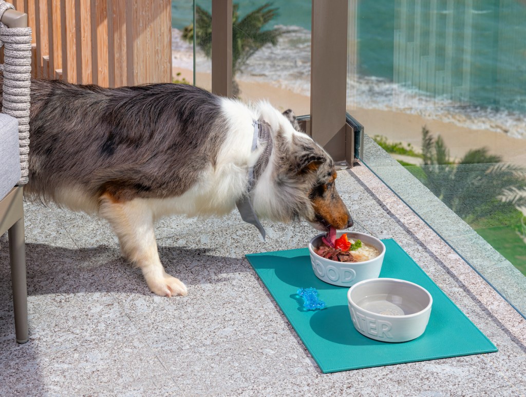 Vibrant Life Double Dog Bowls with Bone Shaped Mat Dinner Set