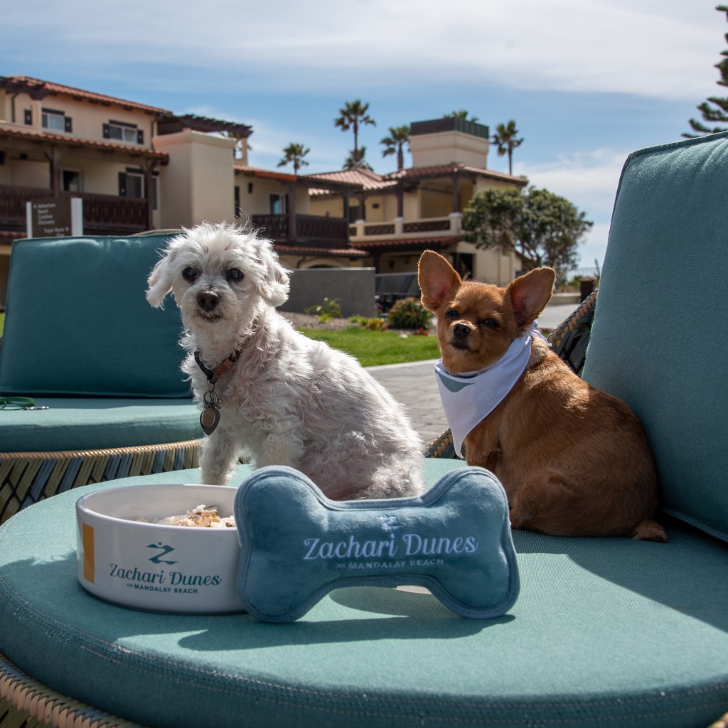 Two dogs sitting on a couch Zachari Dunes on Mandalay Beach, Curio Collection by Hilton - Pet Package