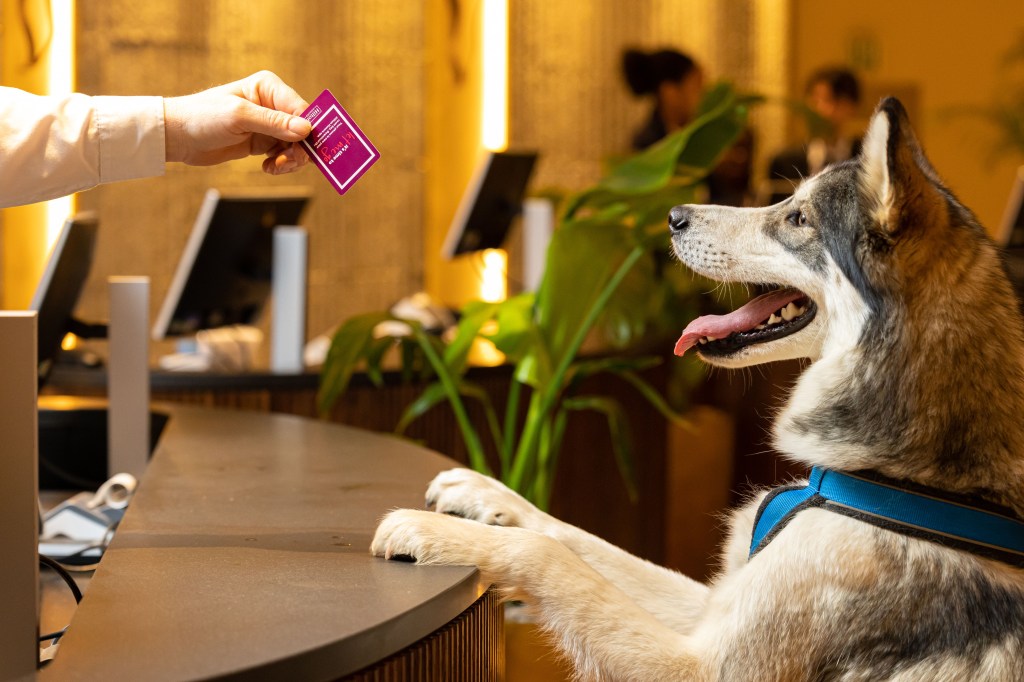 pet-friendly travel dog at hotel counter