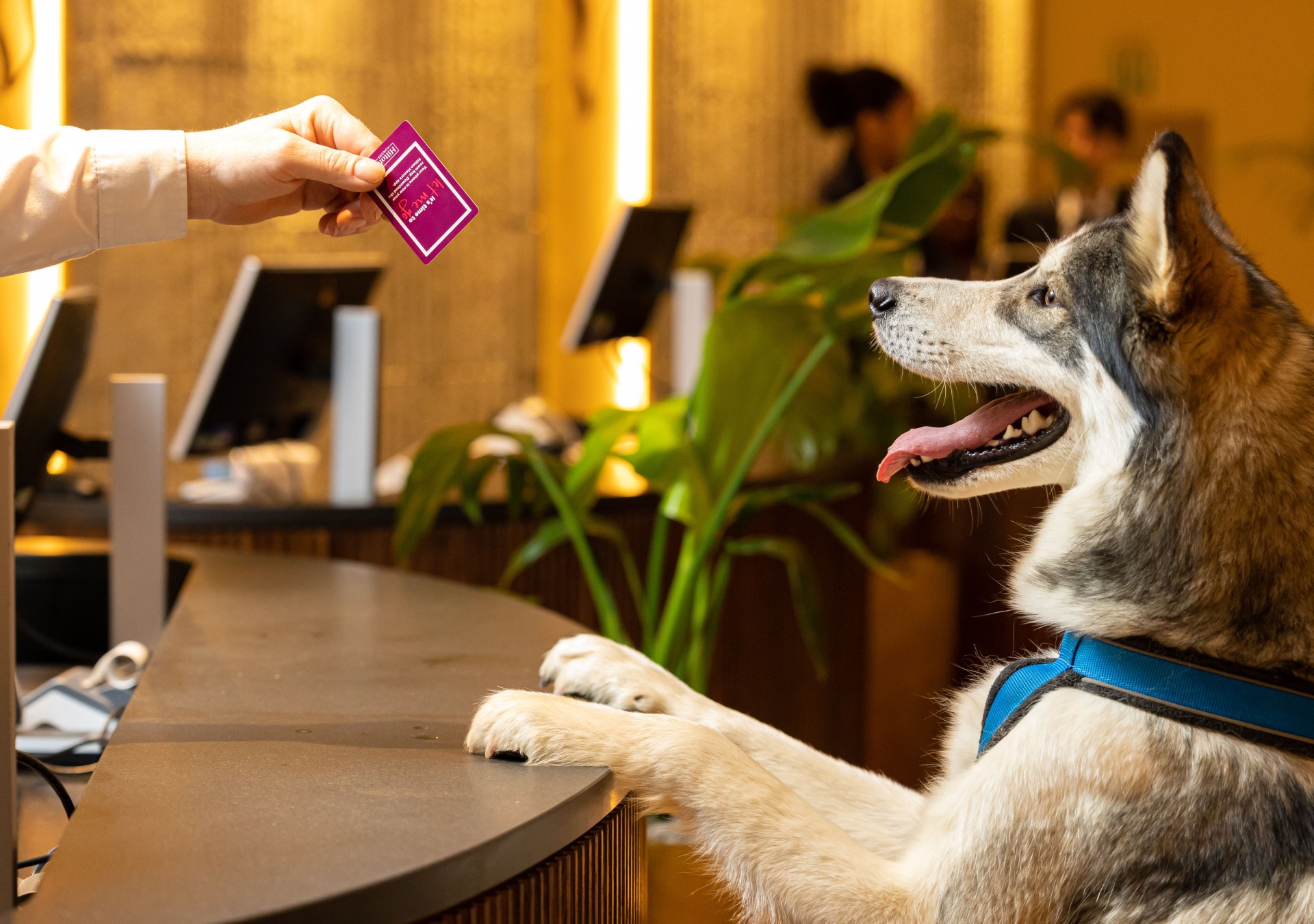 pet-friendly travel dog at hotel counter