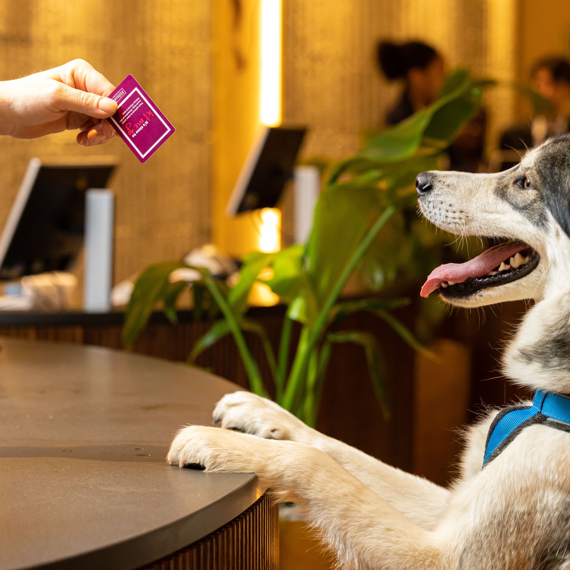 pet-friendly travel dog at hotel counter