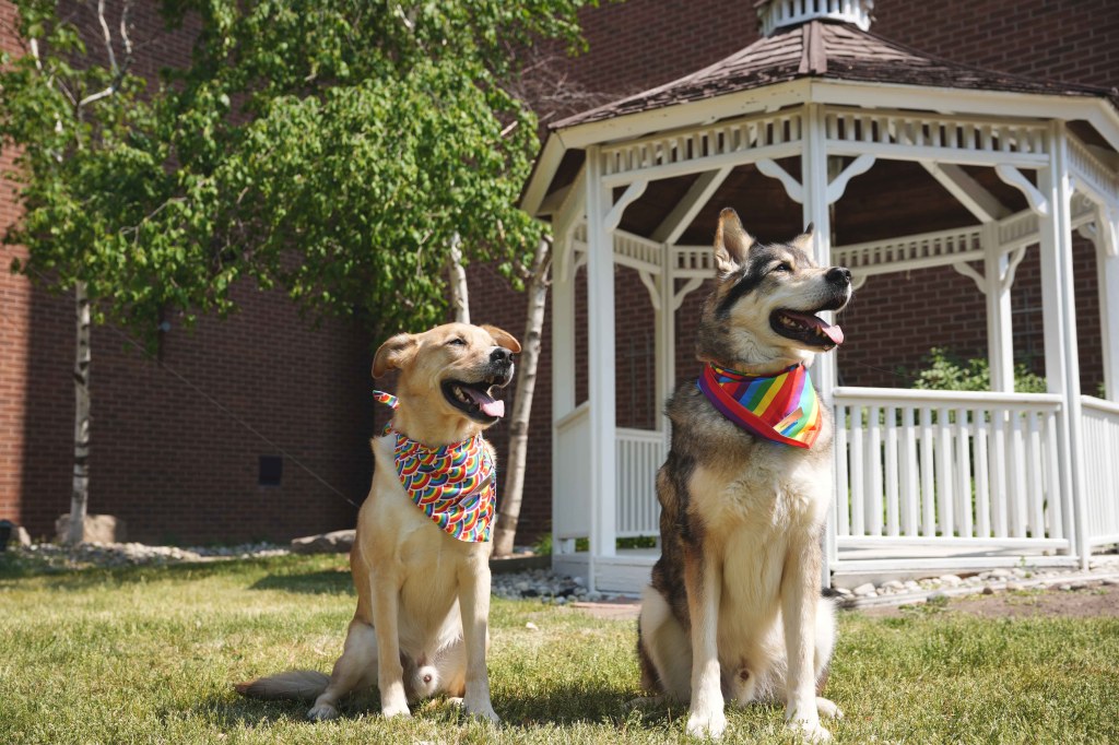 Blazer and Duncan - Hilton Mississauga:Meadowvale - Hilton Dogs