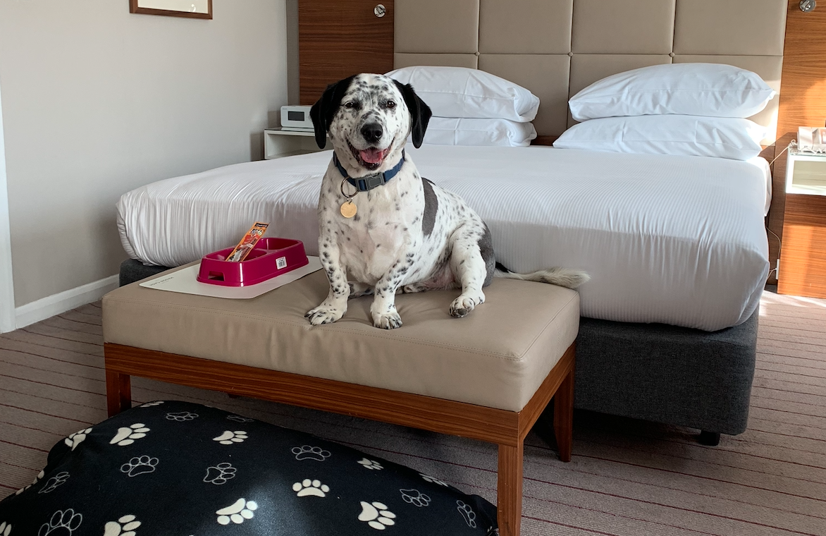 Dasher - Hilton Cambridge City Centre