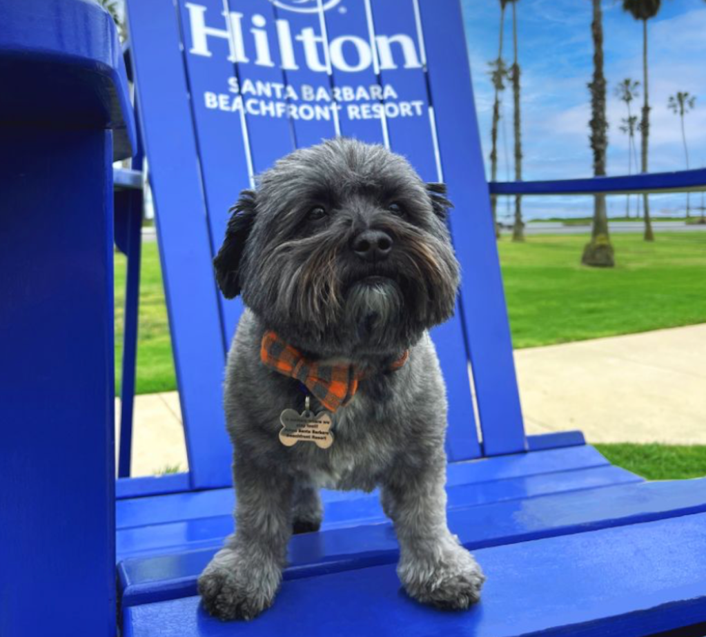 Ollie - Hilton Santa Barbara Beachfront Resort - Hilton Dogs
