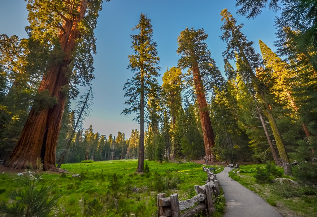 Giant,Redwood,Trees,In,Sequoia,And,Kings,Canyon,National,Park,