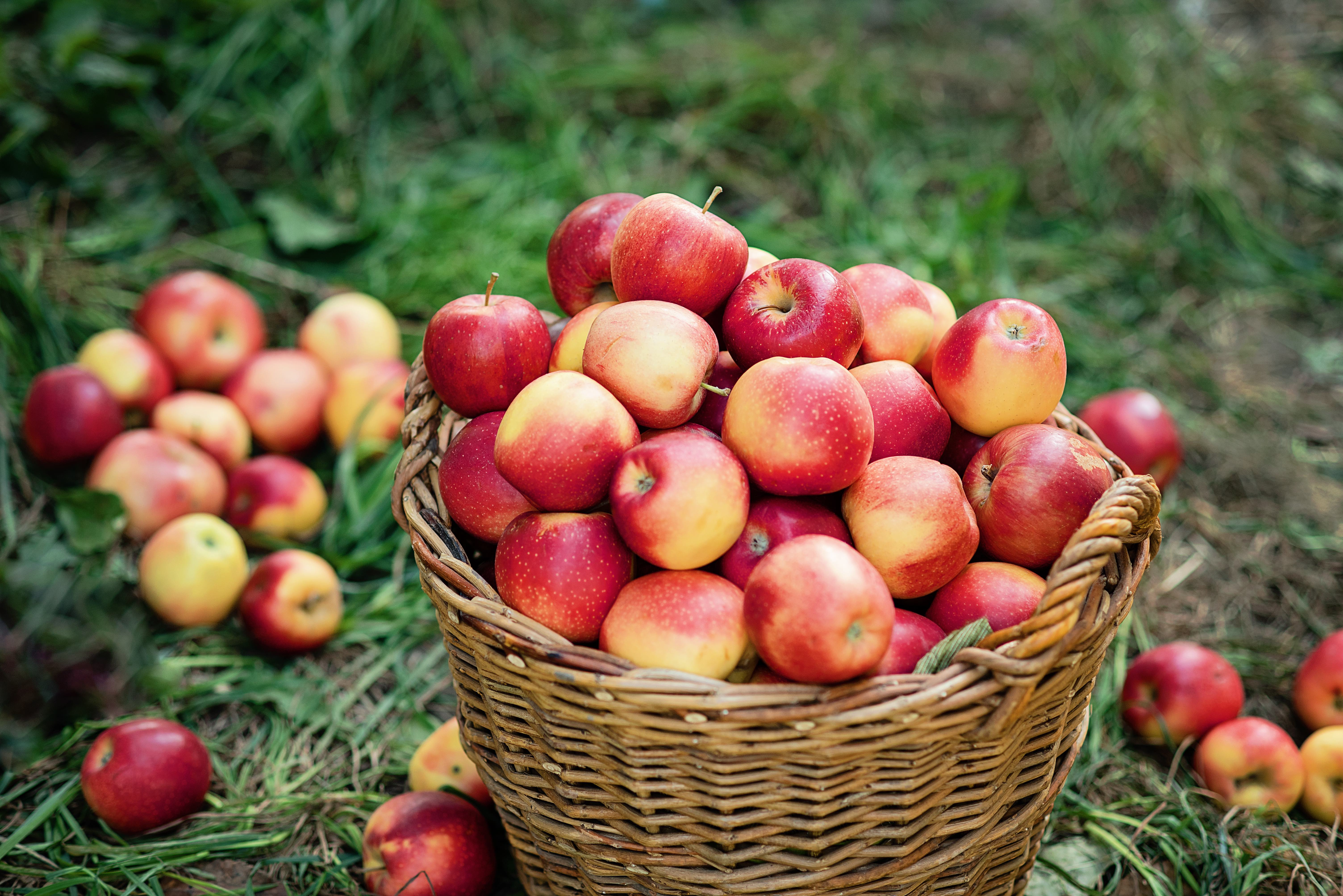 Apple harvest. Ripe red apples in the basket and in dark wooden crate on green grass on the green grass. Apple picking