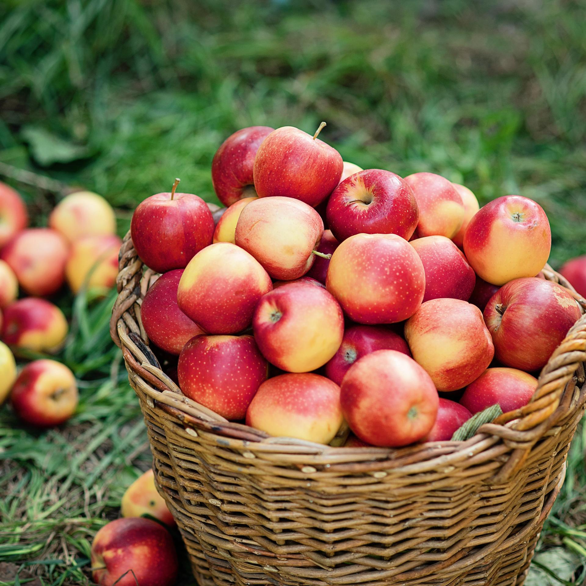 Apple harvest. Ripe red apples in the basket and in dark wooden crate on green grass on the green grass. Apple picking