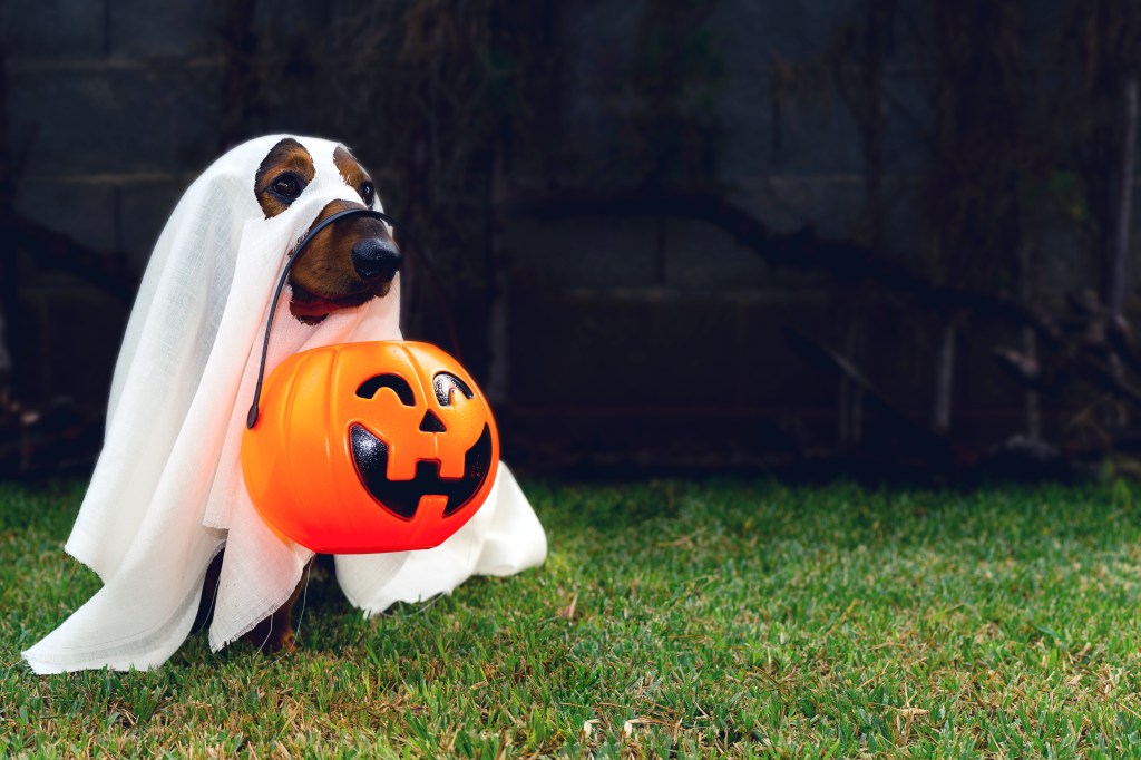 Dachshund,Dressed,As,A,Ghost,On,Halloween