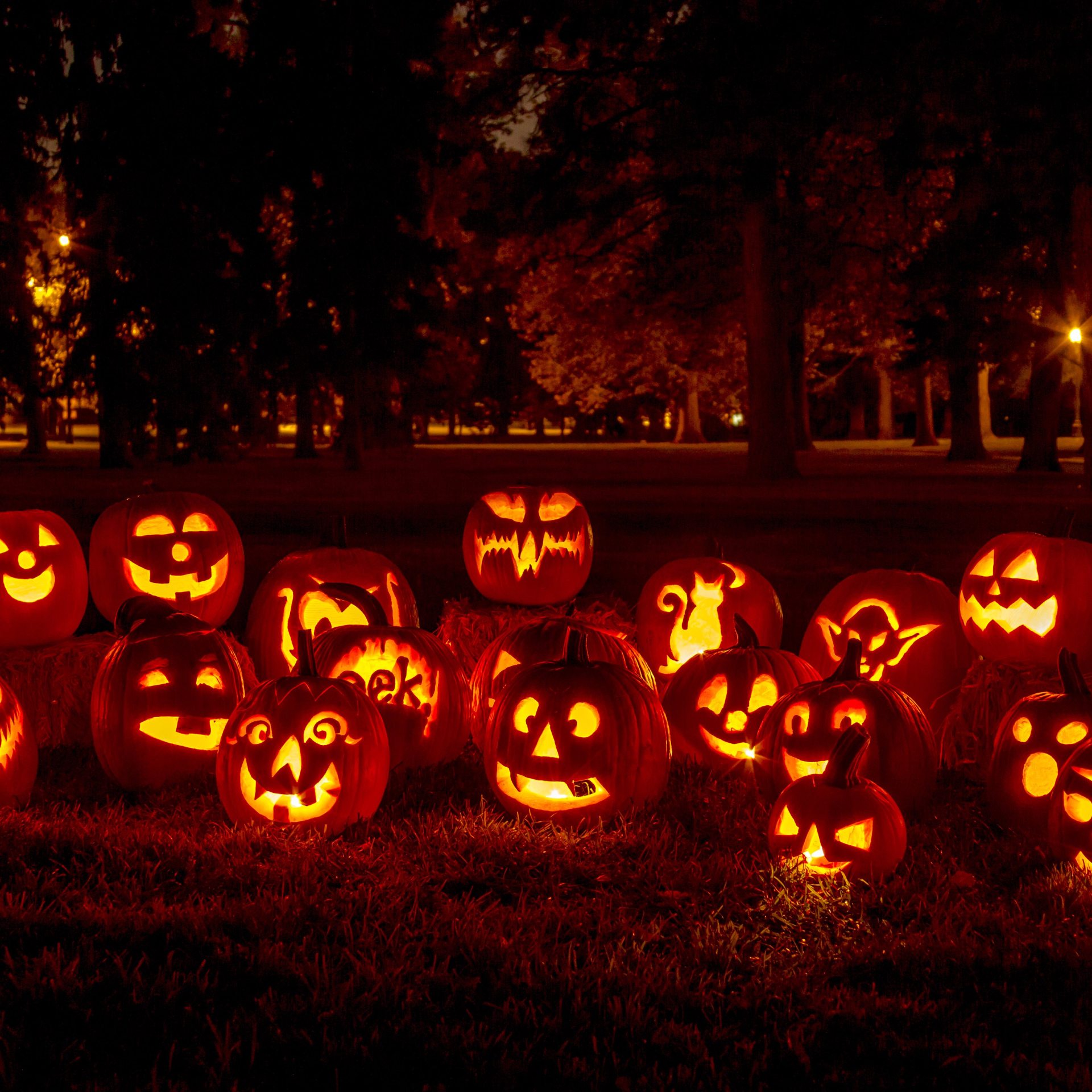 Group of candle lit carved Halloween pumpkins in park on fall evening