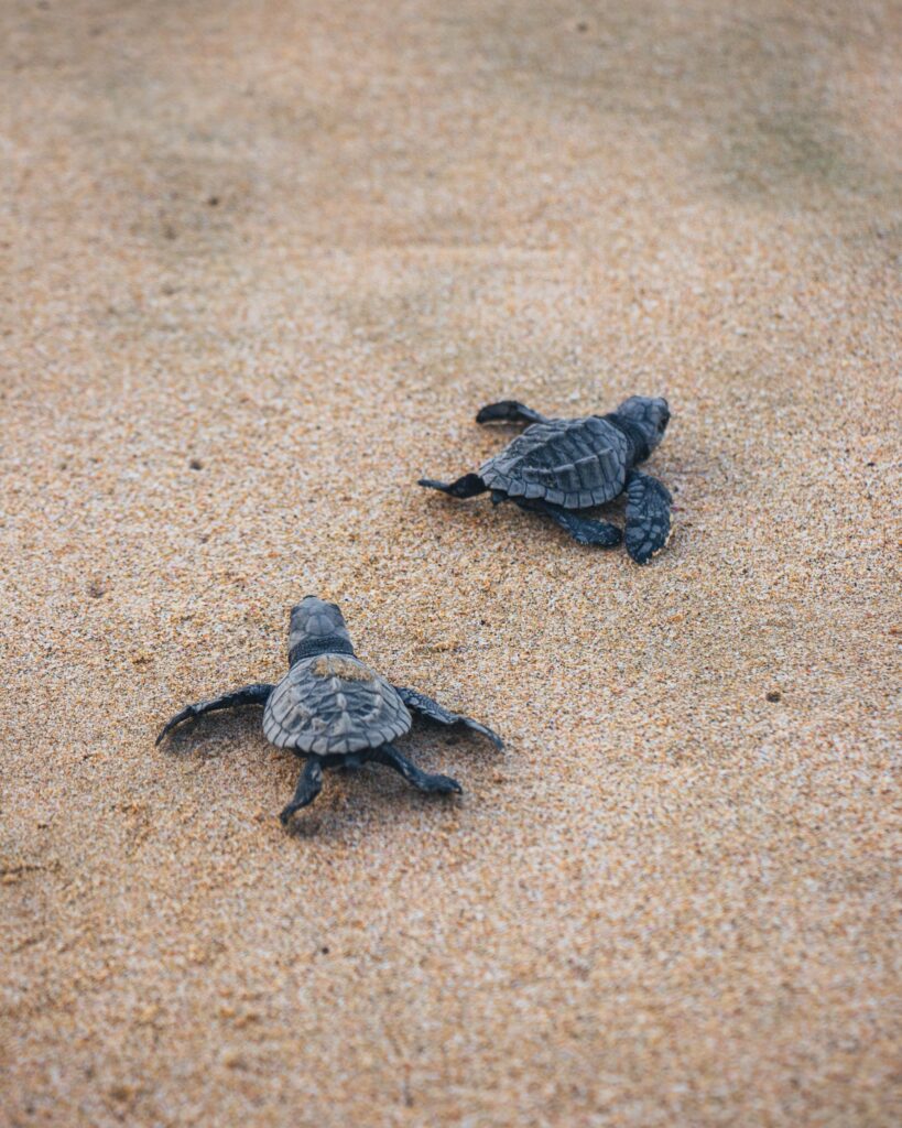 Hilton Los Cabos - Sea turtles