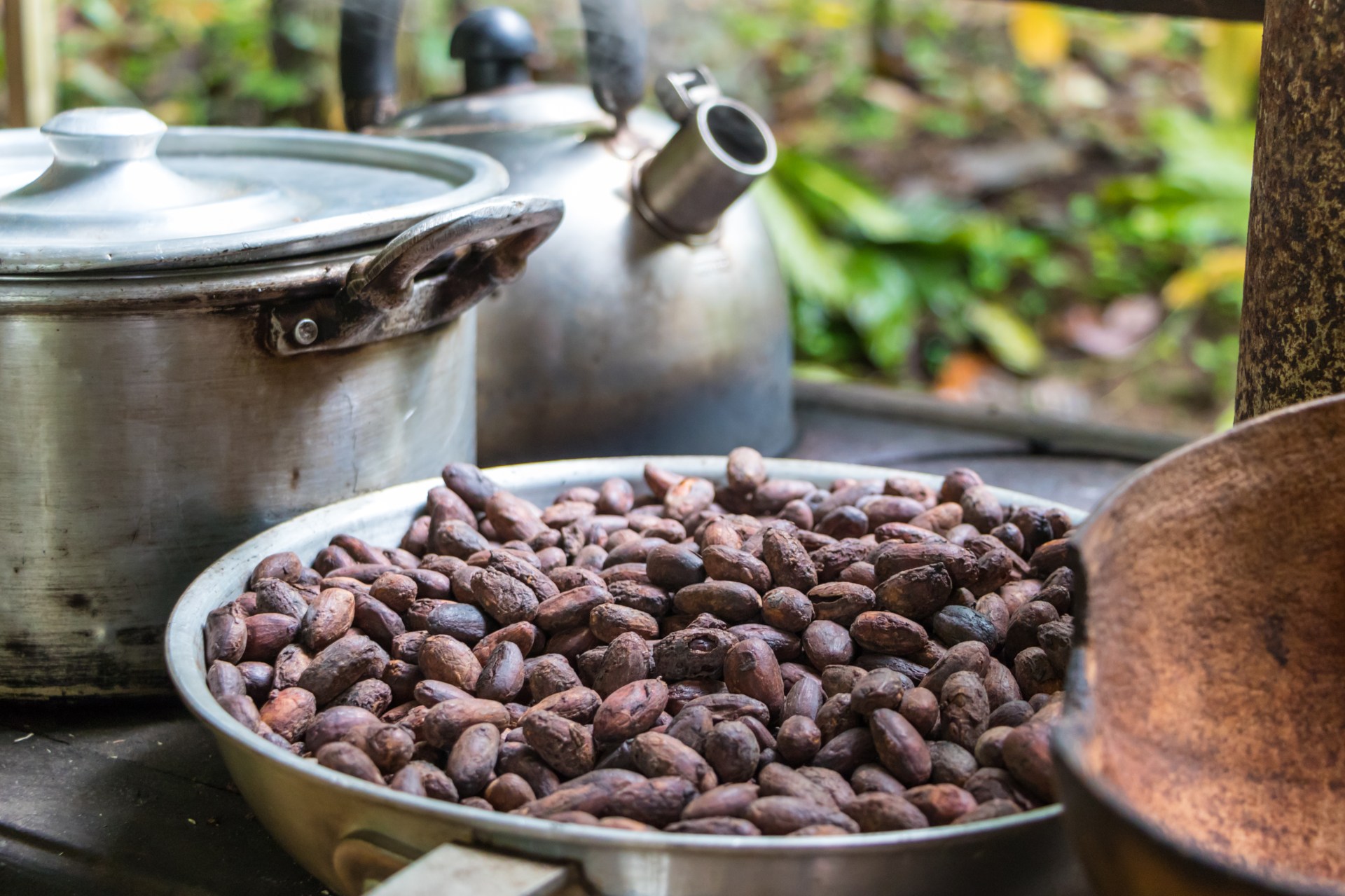 roasted cocoa beans - Photo Credit: Joseph Jacobs/Shutterstock