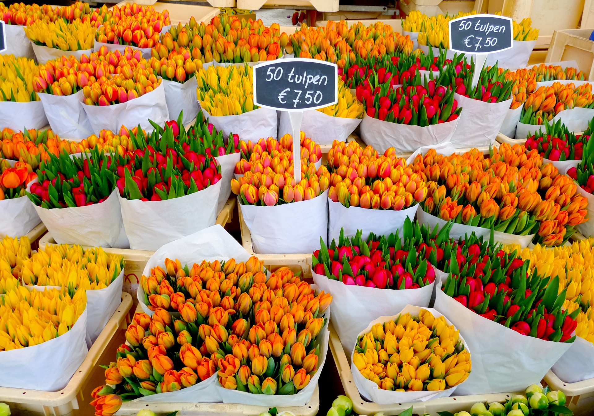 Colorful tulips on sale in Amsterdam flower market Photo Credit - Mario Savoia/Shutterstock