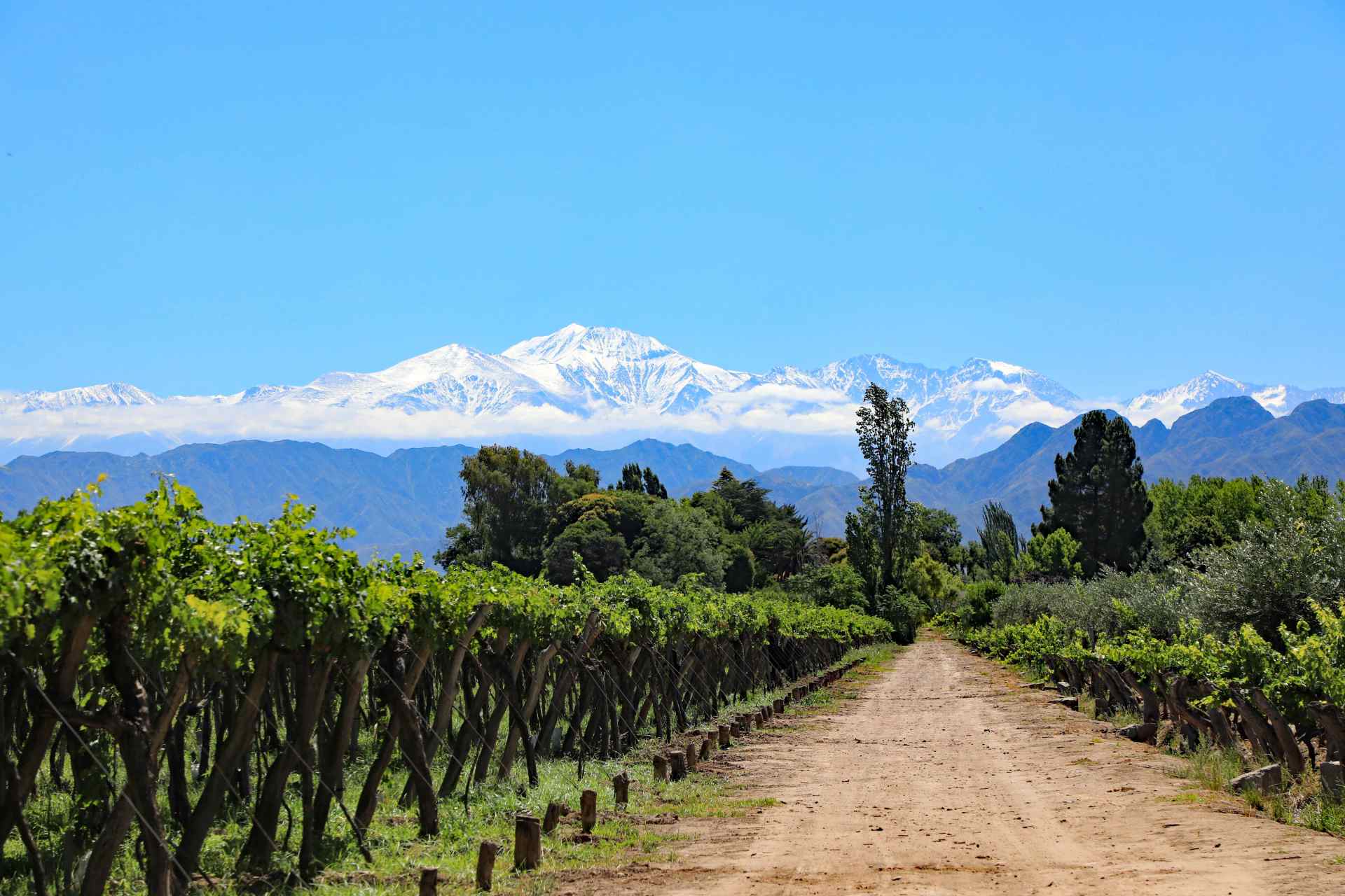 Snow capped Andes mountains and vineyard growing malbec grapes in the Mendoza wine country of Argentina. Photo Credit: Thomas Barrat/Shutterstock