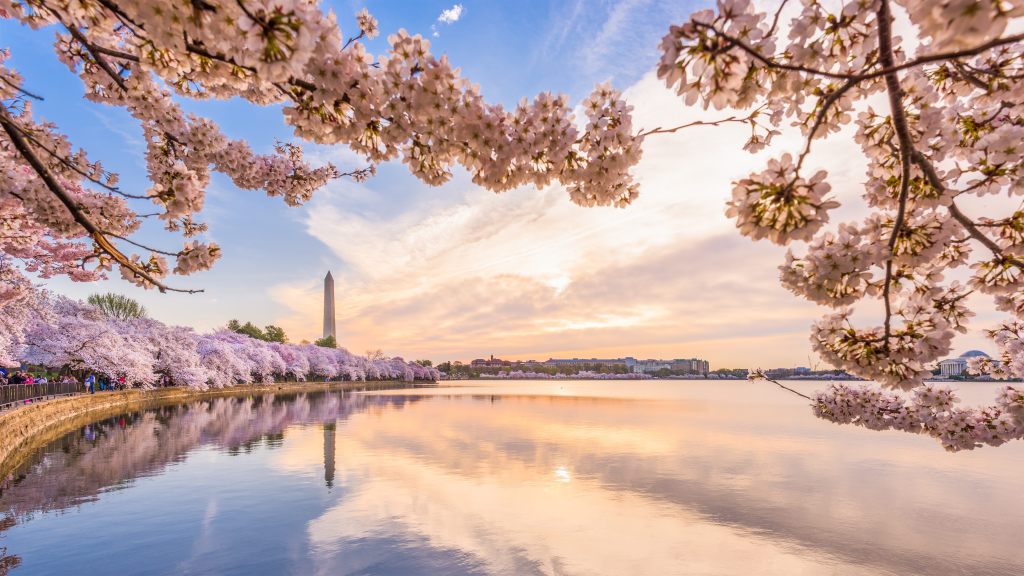 Washington DC, USA in spring season at the tidal basin, Cherry Blossoms, Washington monument, water reflection