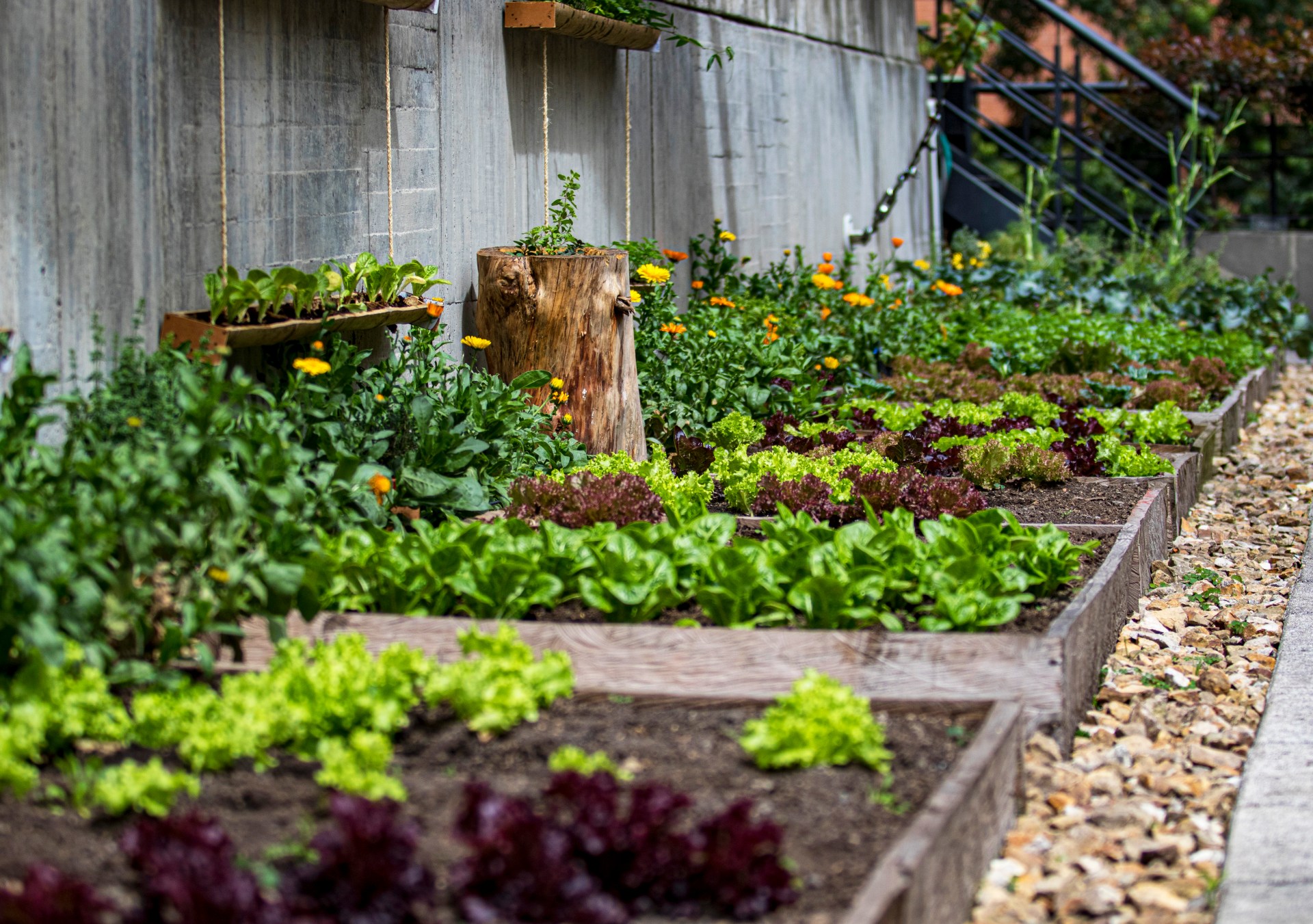 Hilton Bogotá Huerta - Vegetable Garden, colorful vegetable beds lined up along a wall, hanging plants and stairs in the distance