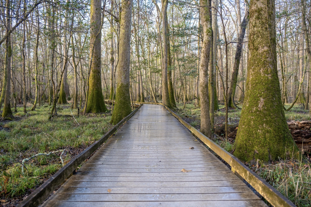 Congaree National Park