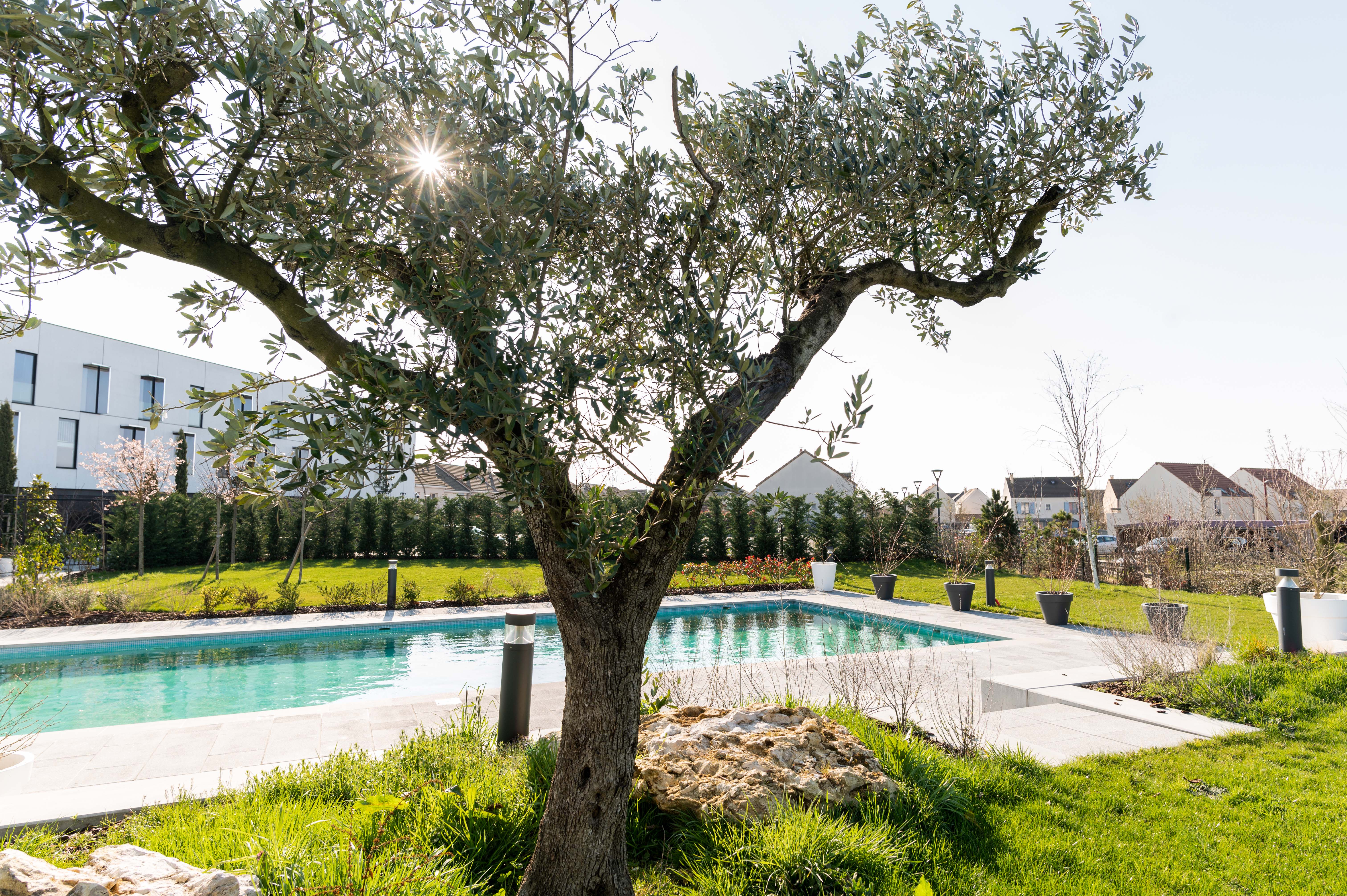 Hotel Dali Val d’Europe, Tapestry Collection by Hilton Pool, olive tree overlooking pool and garden area