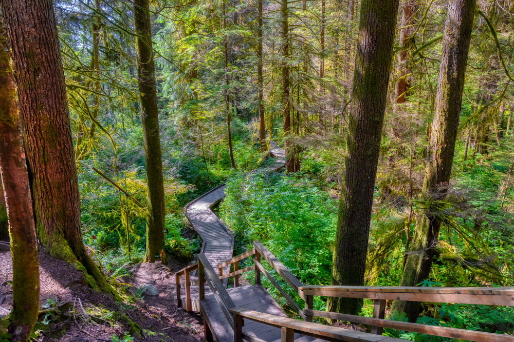 Lynn Canyon Park North Vancouver British Columbia Canada, Beautiful Wooden pathway in woods