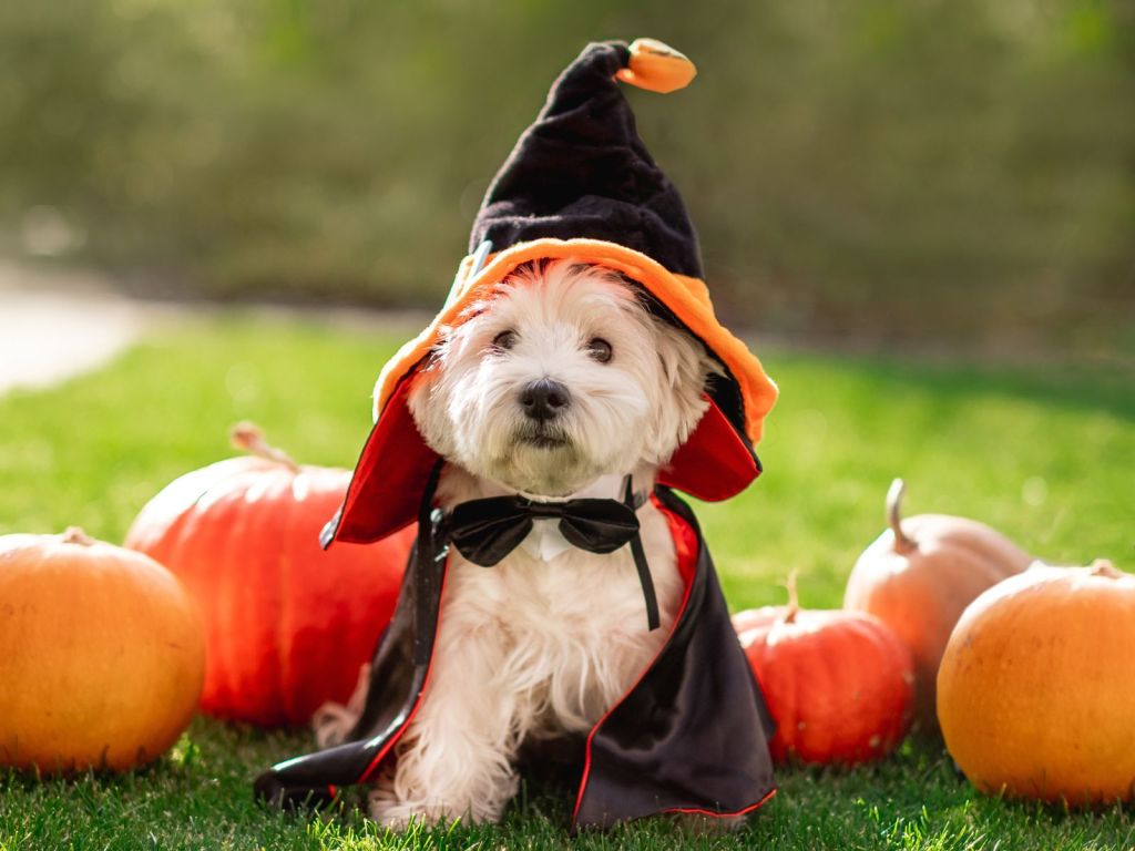 Waldorf Astoria Atlanta Buckhead - Howl-O-Ween Tea