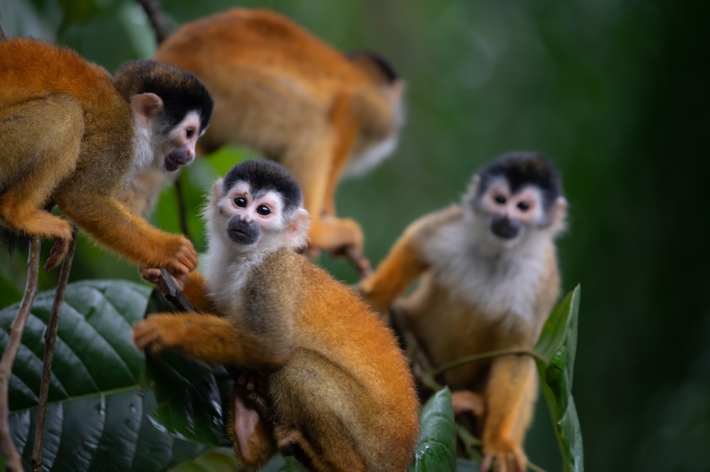 Botanika Osa Peninsula, Curio Collection by Hilton - Monkeys