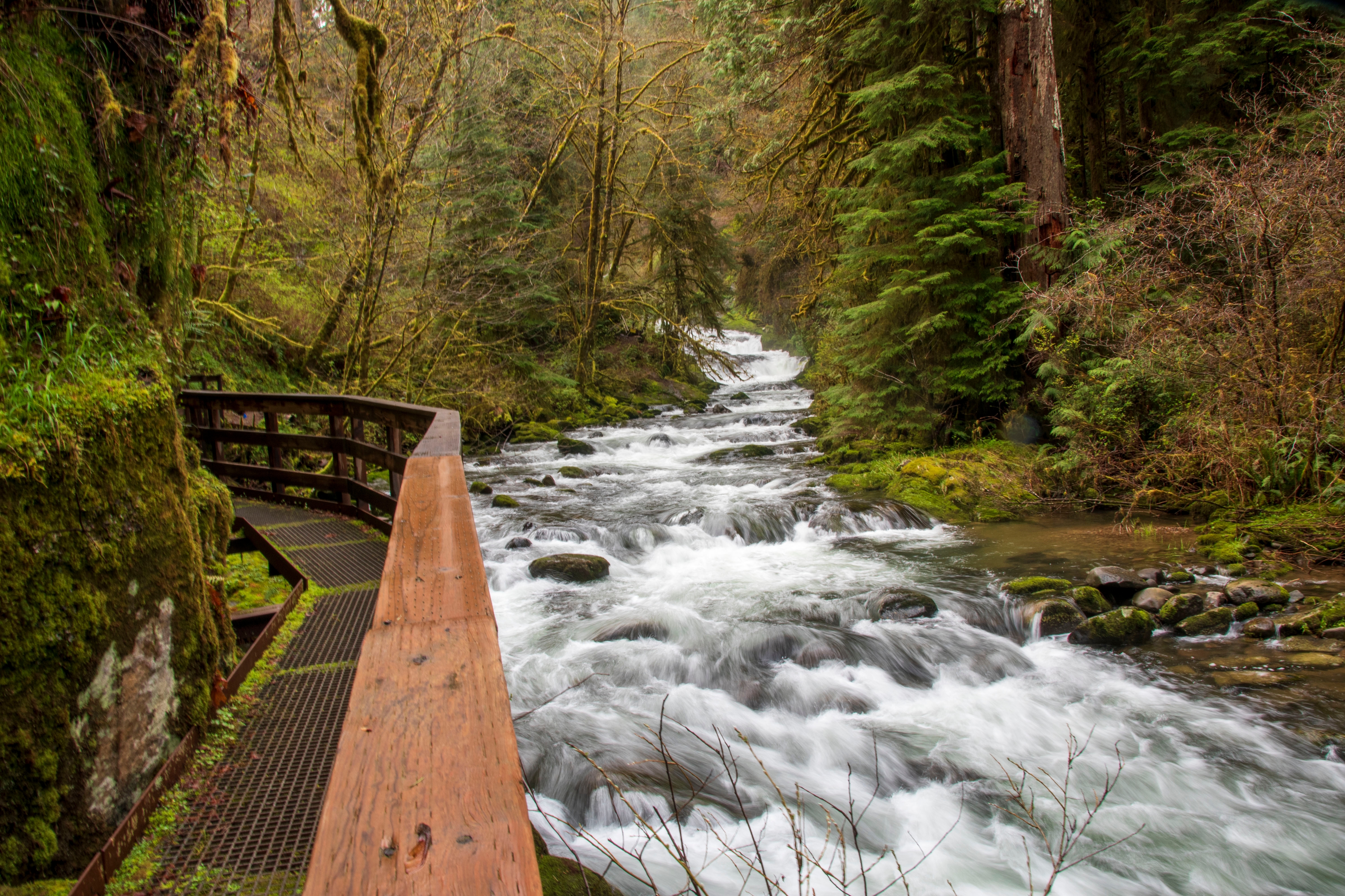 Wooden walkway along a fast-flowing river surrounded by moss-covered rocks and dense forest.