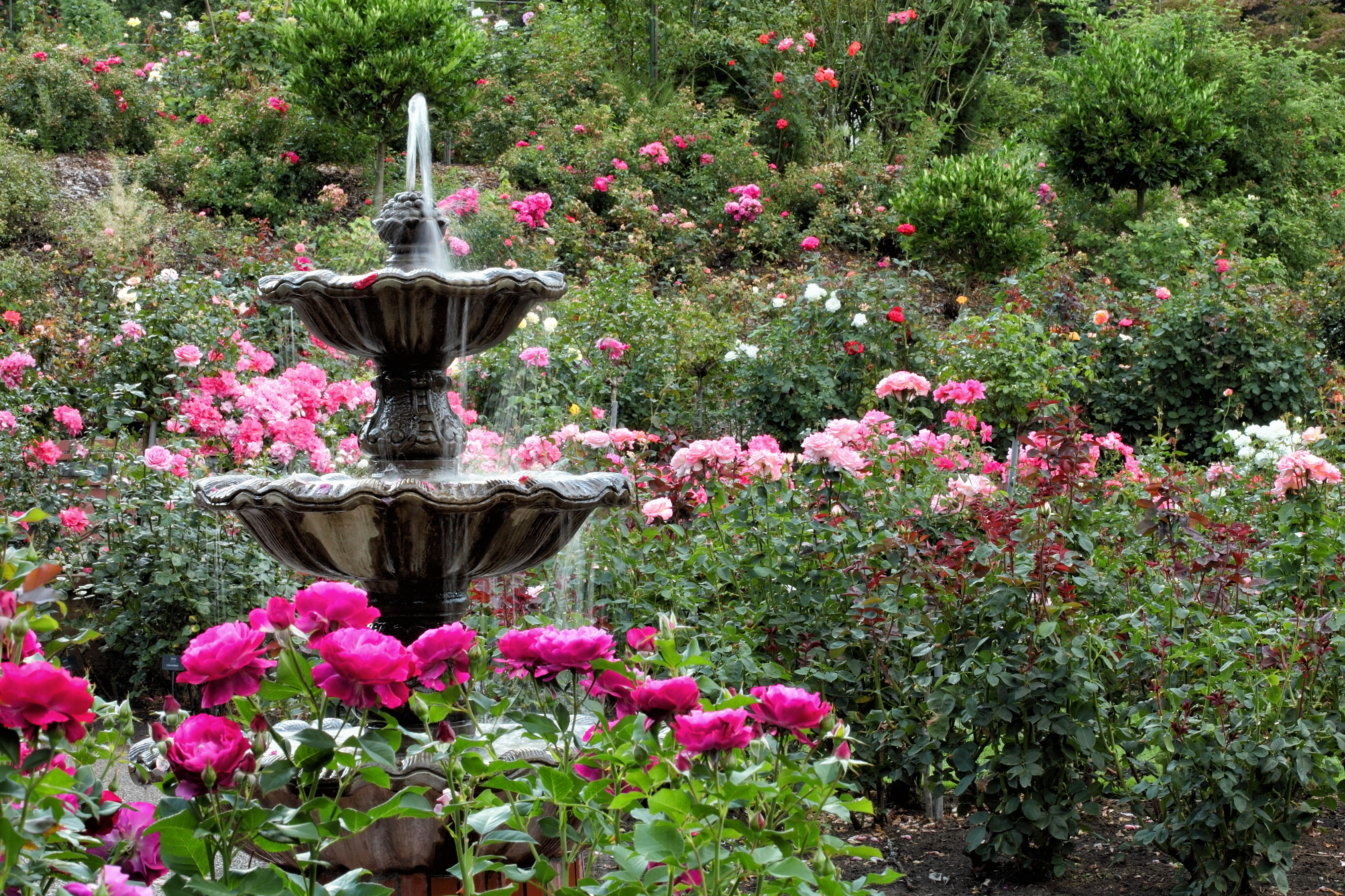 Stone tiered fountain surrounded by blooming pink and red roses in a lush garden.